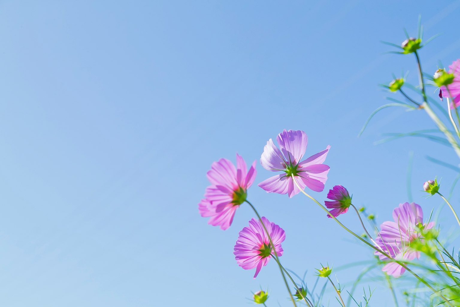 Fiori rosa che sbocciano sotto un cielo blu chiaro