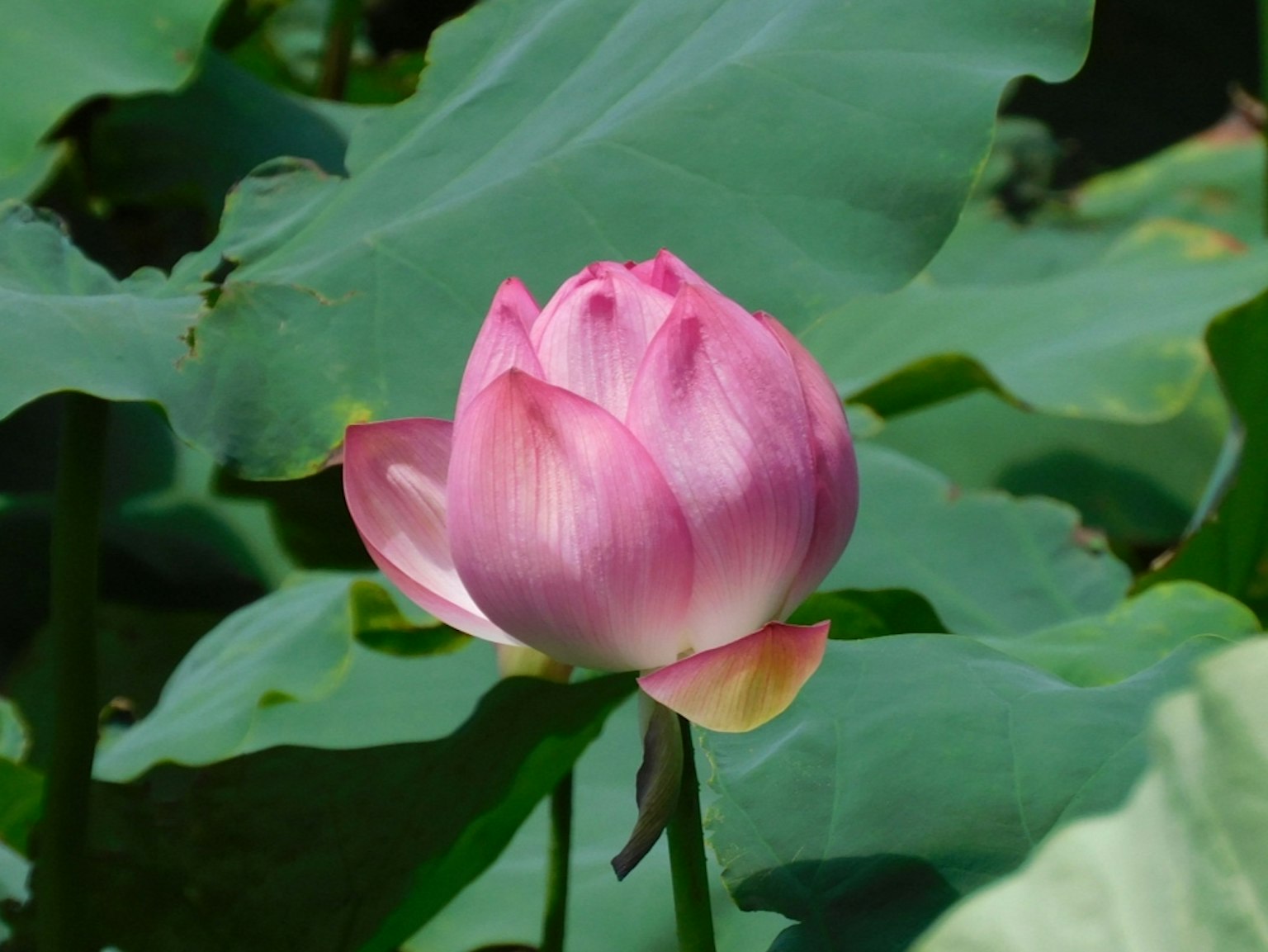 Fleur de lotus rose magnifique fleurissant parmi des feuilles vertes