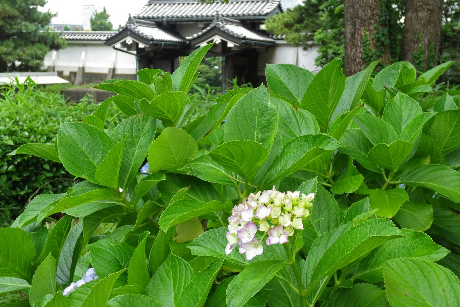 Lush green leaves with a blooming white flower and a traditional Japanese building in the background
