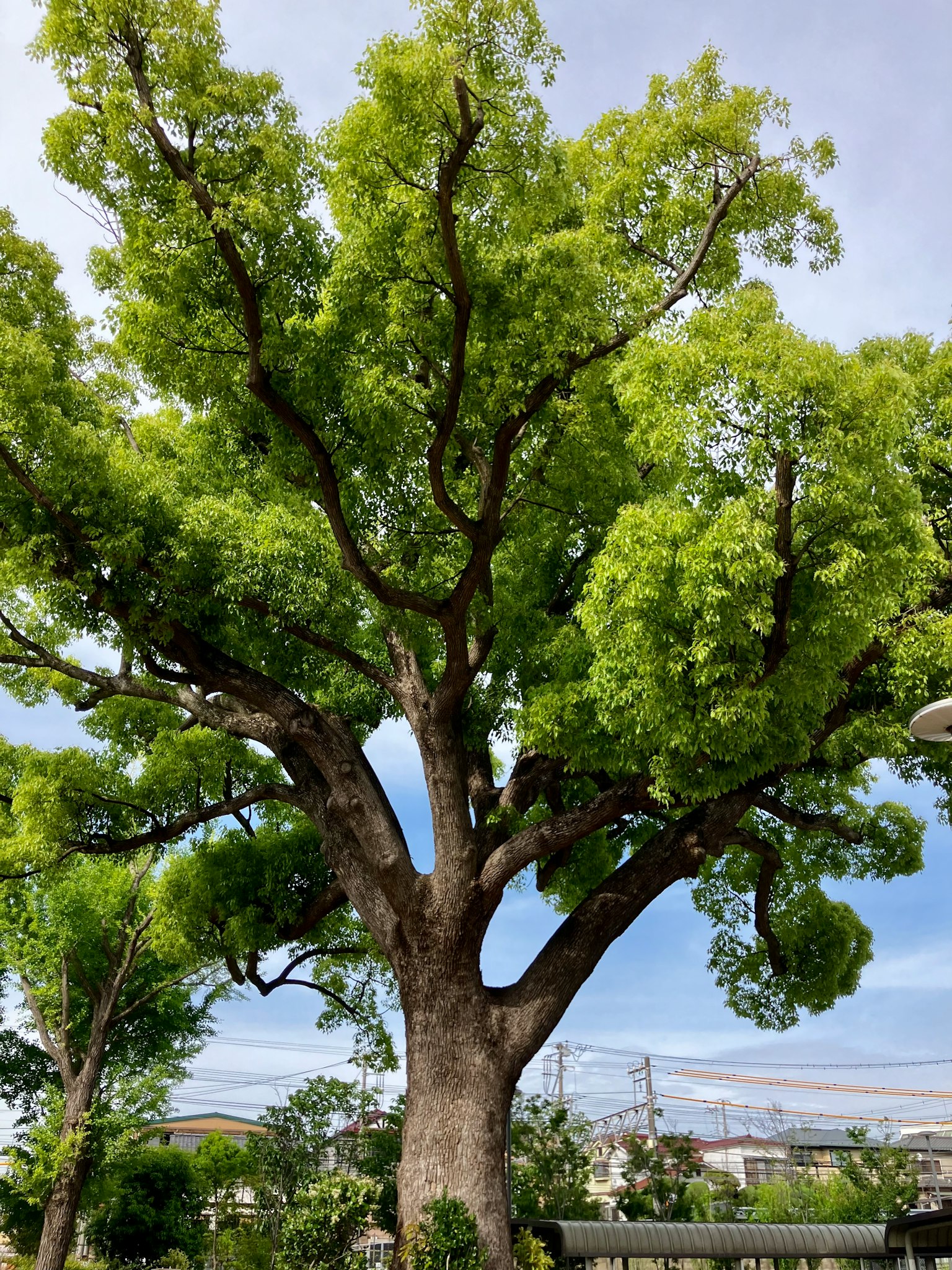 Un grand arbre avec des feuilles vertes luxuriantes