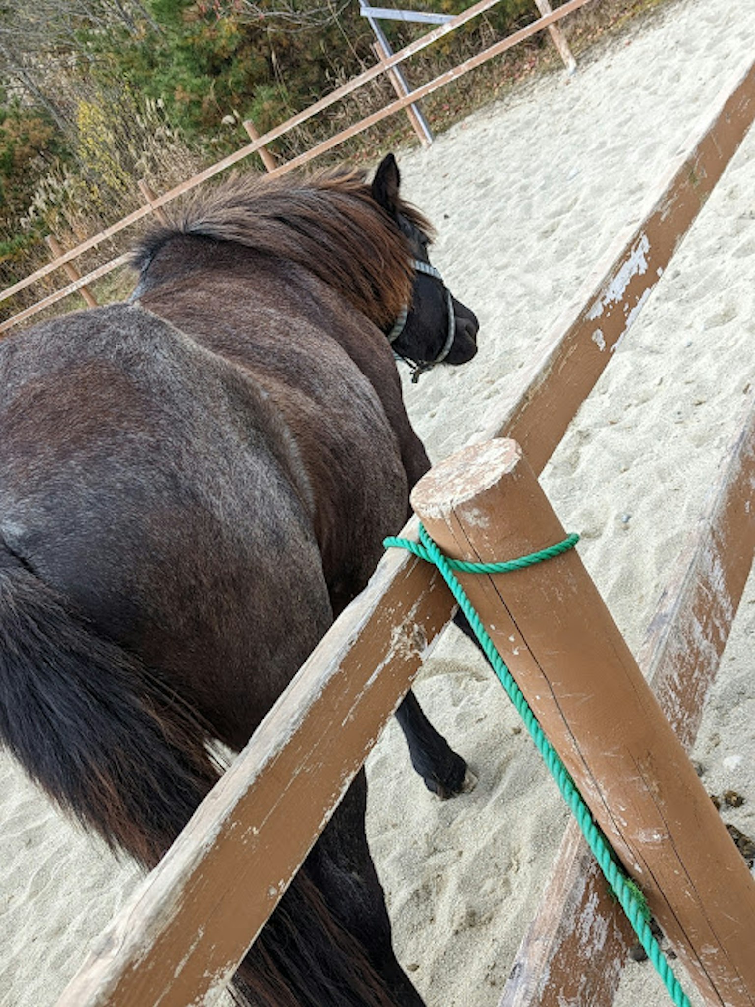 Vista posteriore di un cavallo vicino a una recinzione di legno in un'area sabbiosa