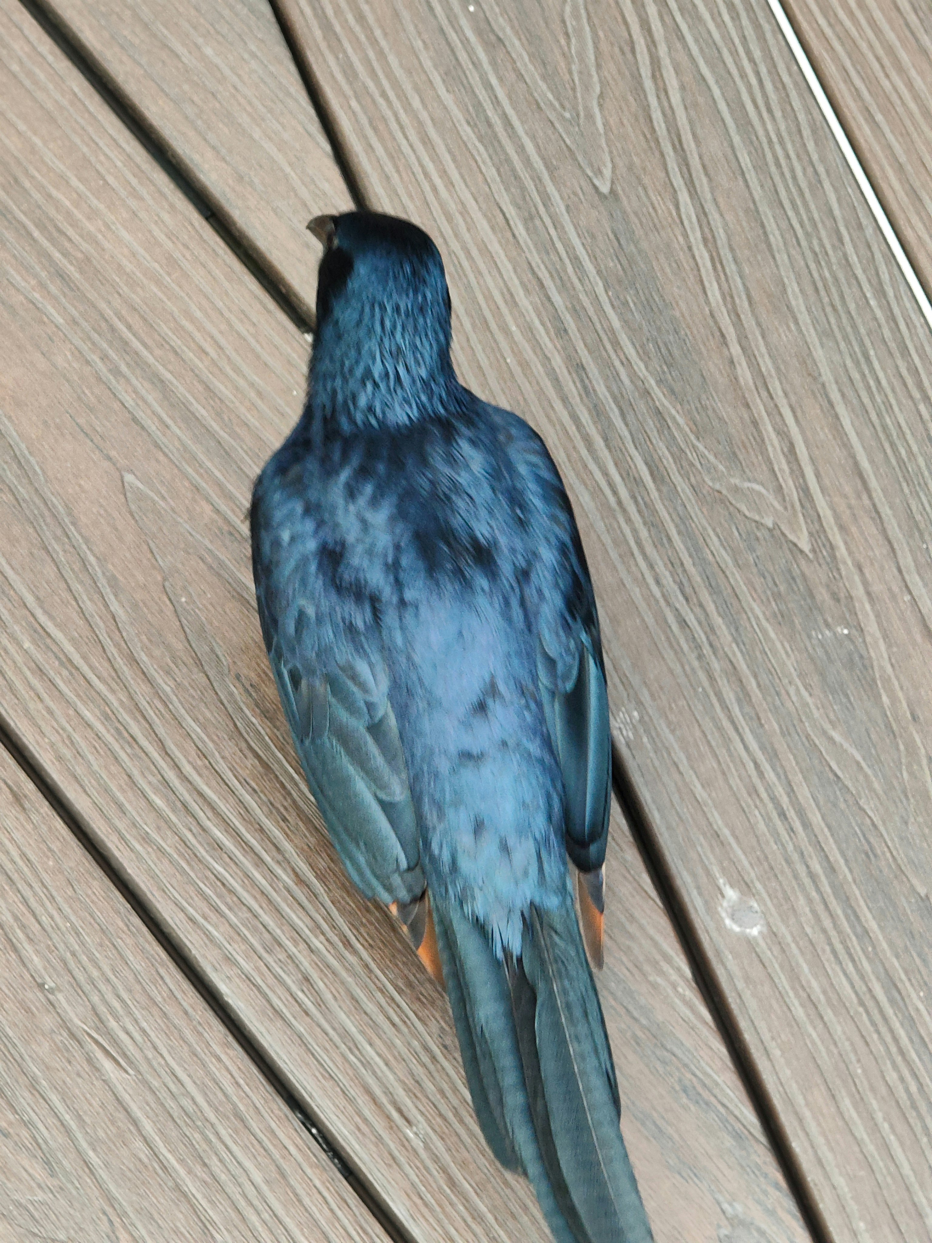 木の床にとまる青い鳥