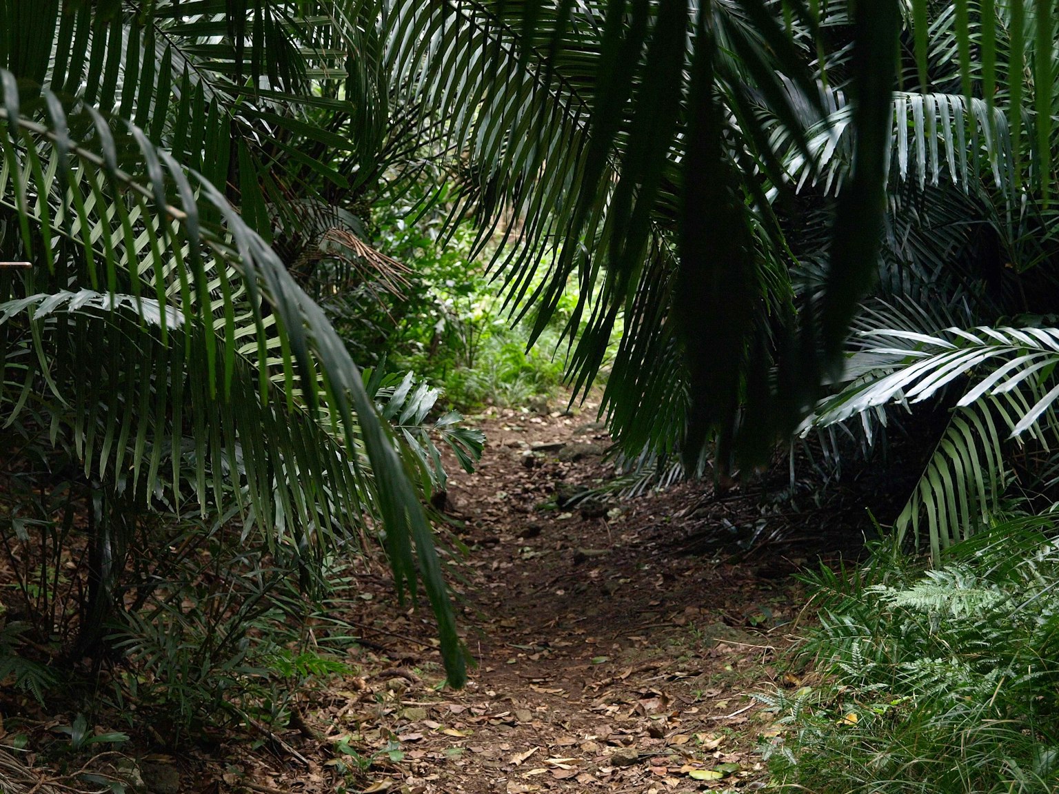Un sentiero stretto circondato da fogliame verde lussureggiante