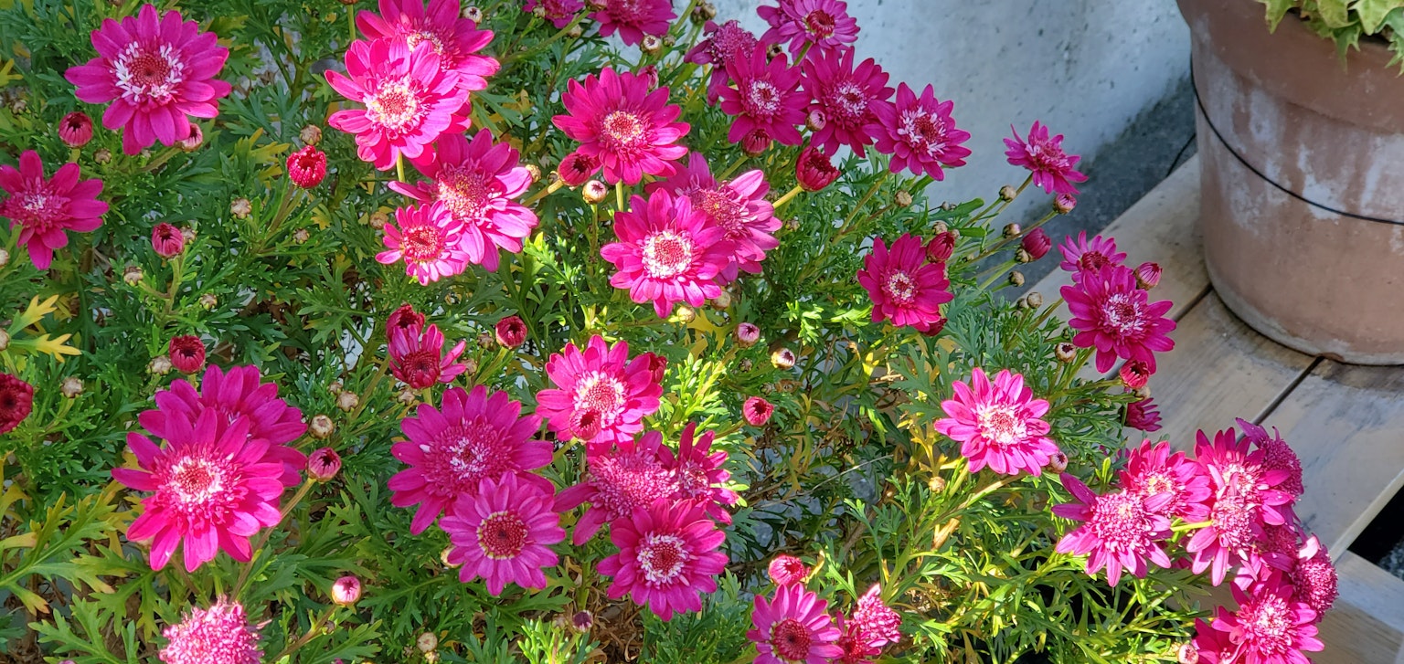 花園中盛開的鮮豔粉色花朵特寫
