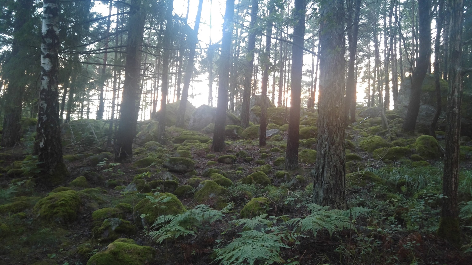 Une scène forestière avec de grands arbres et de la mousse verte luxuriante