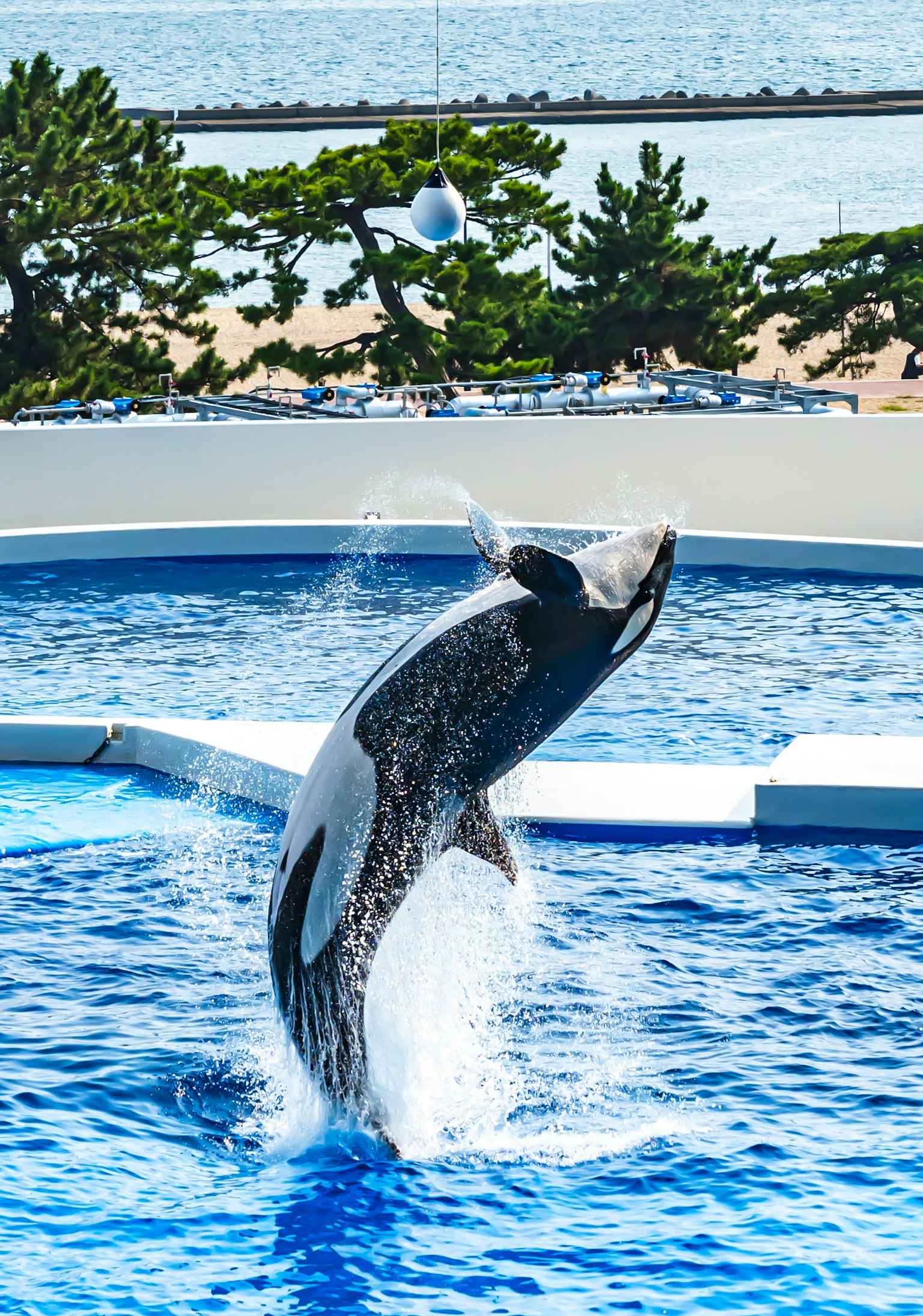 Orca saltando fuera del agua creando una salpicadura