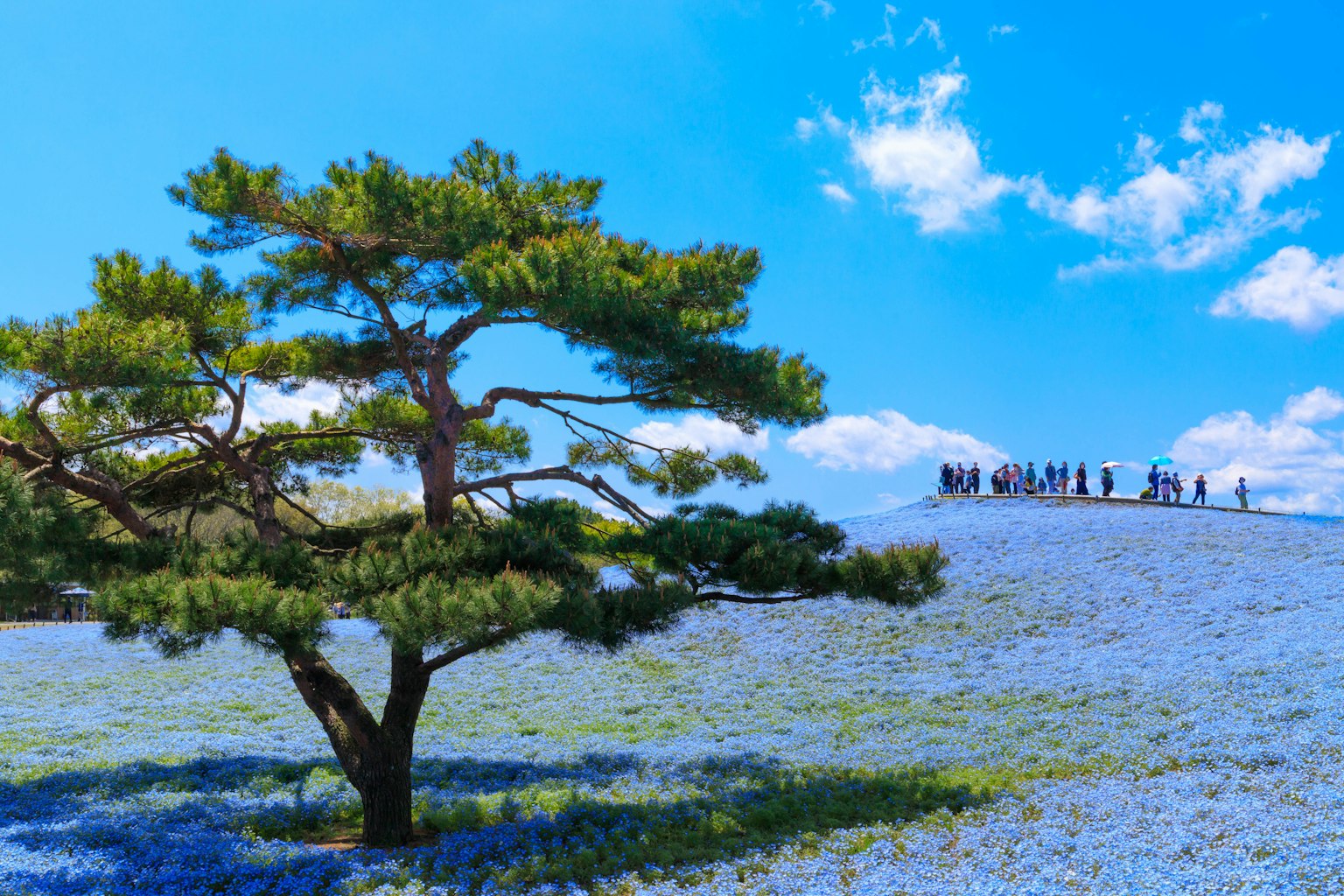 一棵松树被蓝色花朵包围，背景中有一群游客