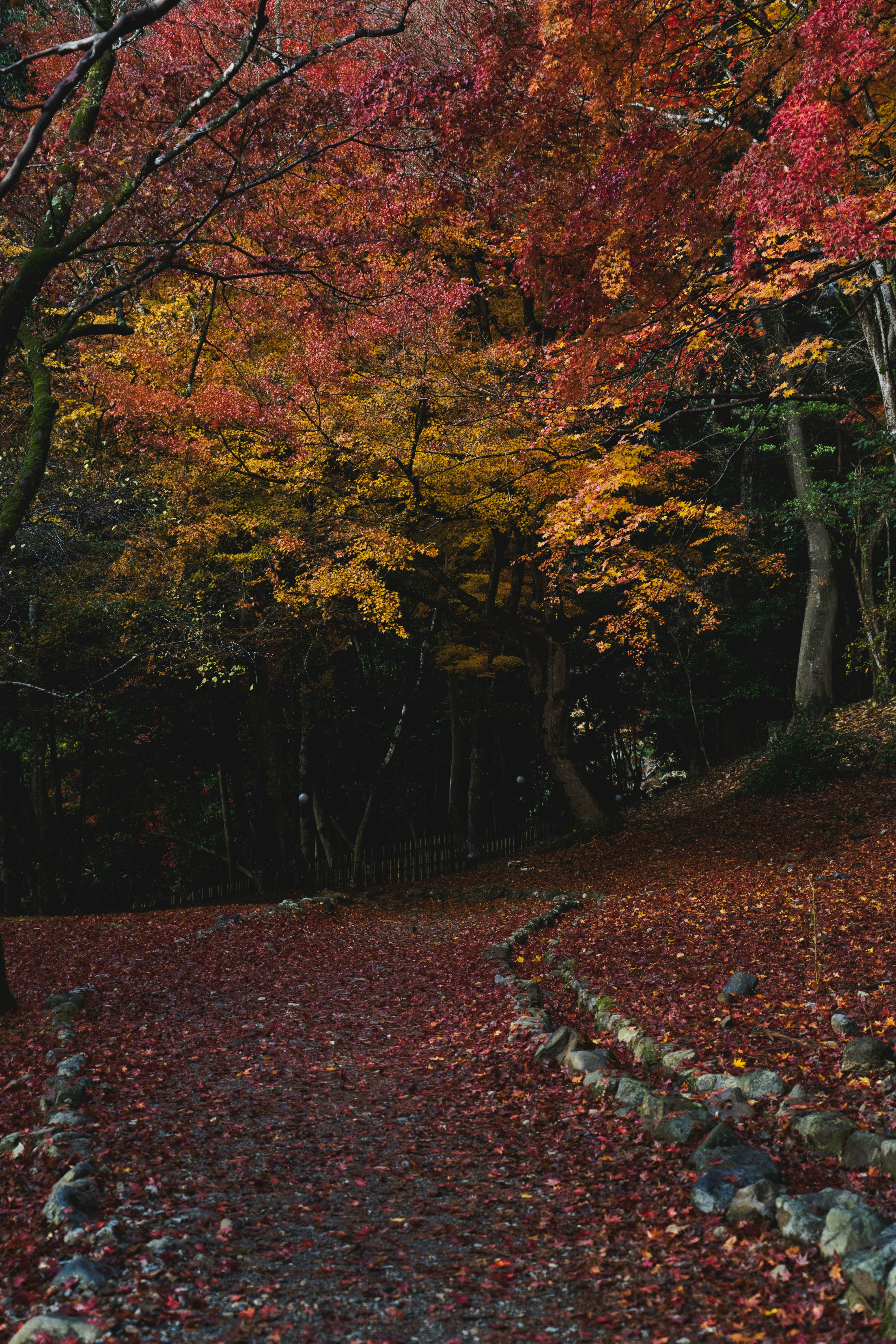 Feuillage d’automne à Arashiyama avec un sentier jonché de feuilles