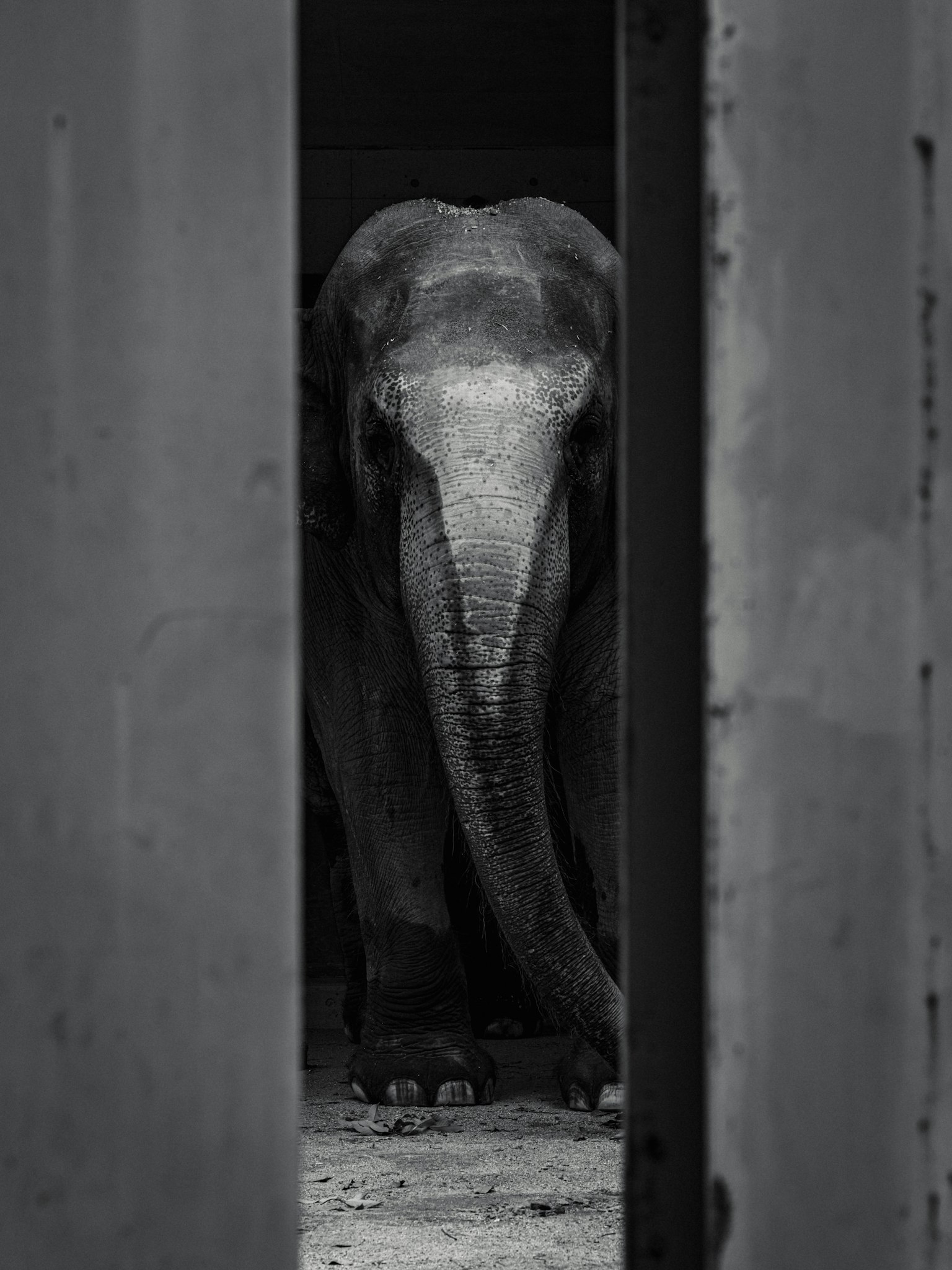 黒と白の背景に立つ象の姿が見える