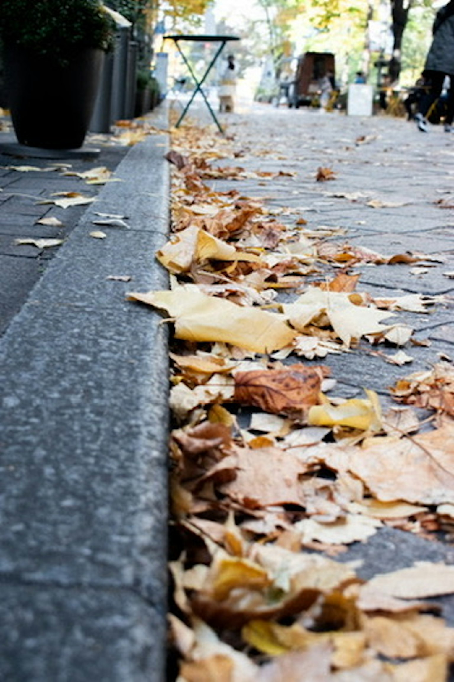 Una escena de hojas de otoño esparcidas en una acera pavimentada