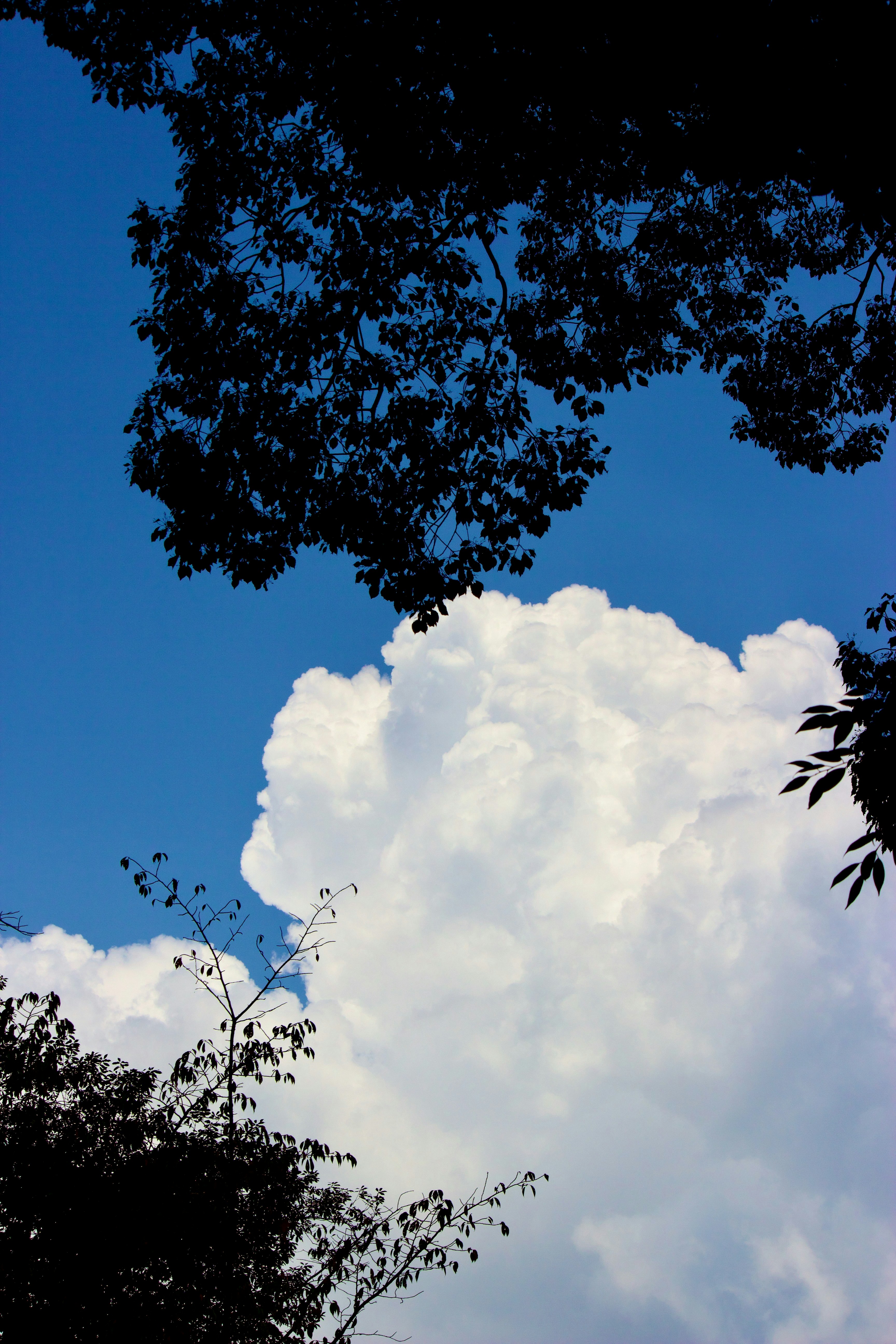 Tree silhouettes against a blue sky with large clouds