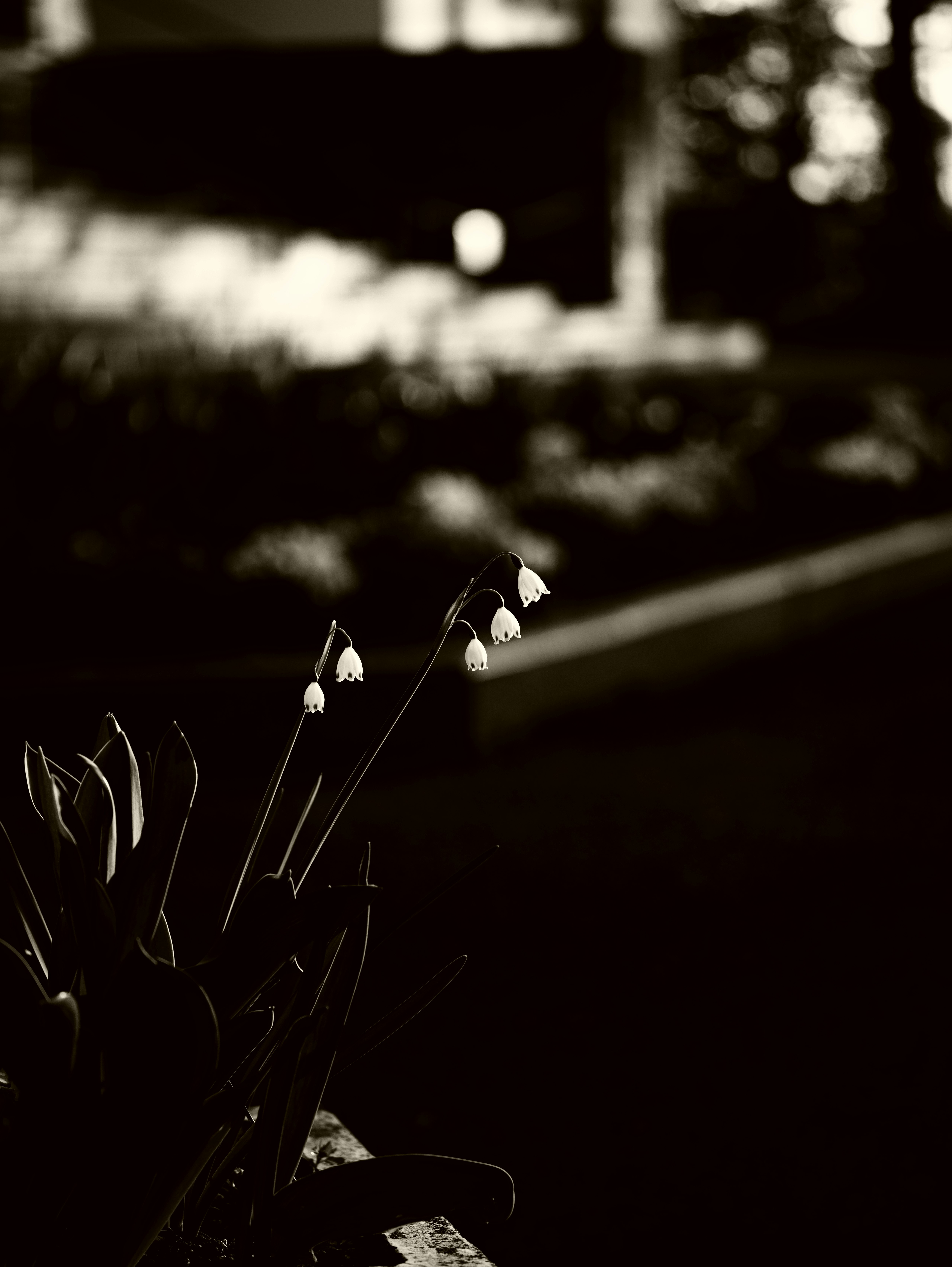 small flowers in a grassy patch at dusk