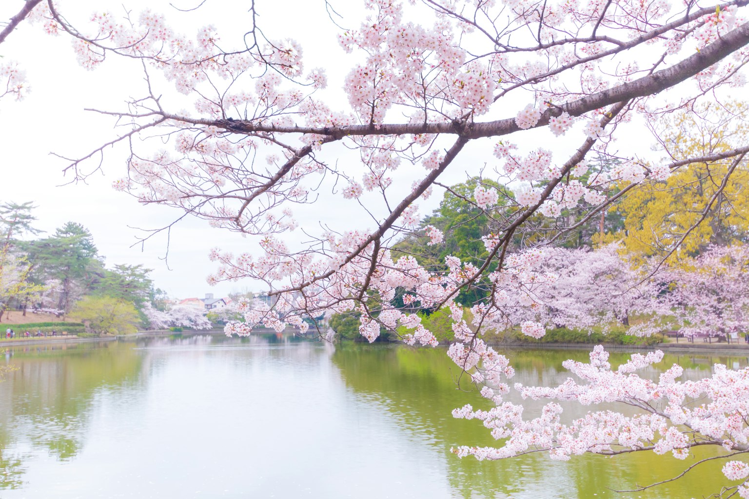 Kirschblüten am Ufer eines Sees mit einer ruhigen Wasseroberfläche
