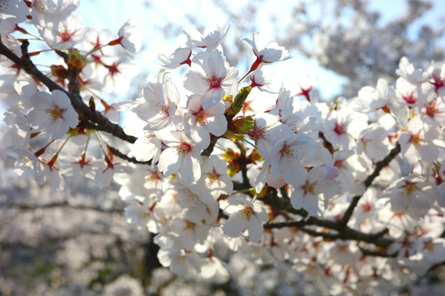 Close-up of cherry blossom flowers on a branch