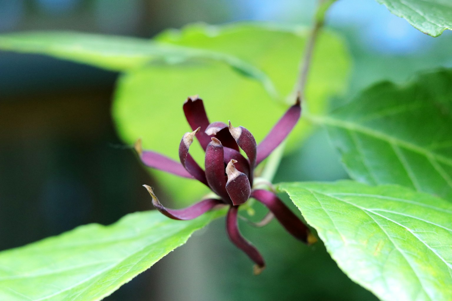 Close-up of a plant featuring purple flower and green leaves