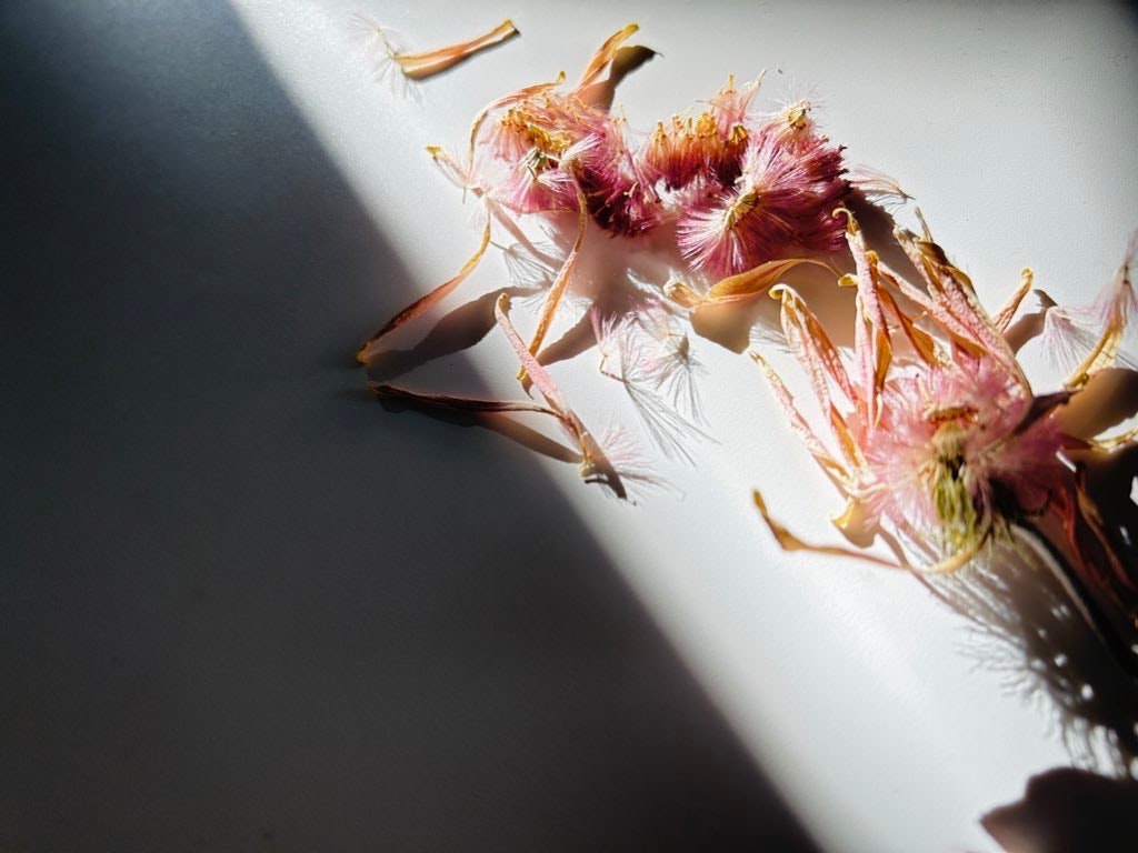 close-up of a gerbera bloom with delicate pollen in morning sunlight