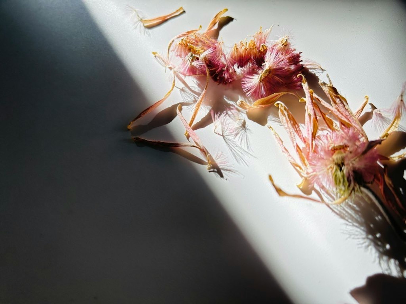 Acercamiento de una planta parecida a una flor rosa sobre fondo blanco