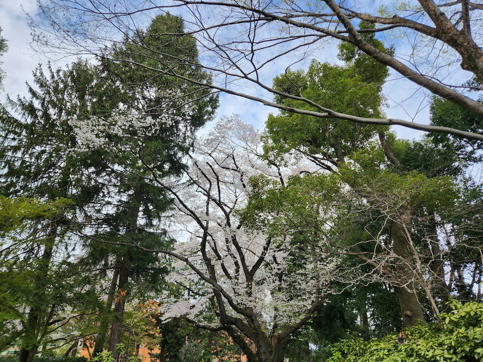 在蓝天下盛开的樱花和绿色树木的风景