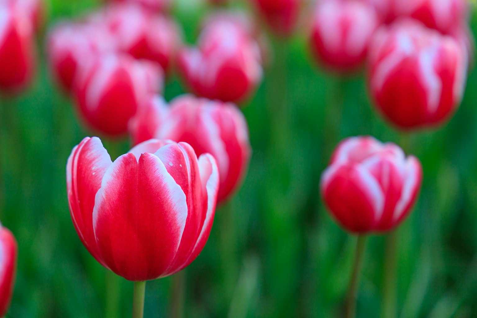 Eine schöne Szene mit blühenden roten Tulpen mit weißen Spitzen