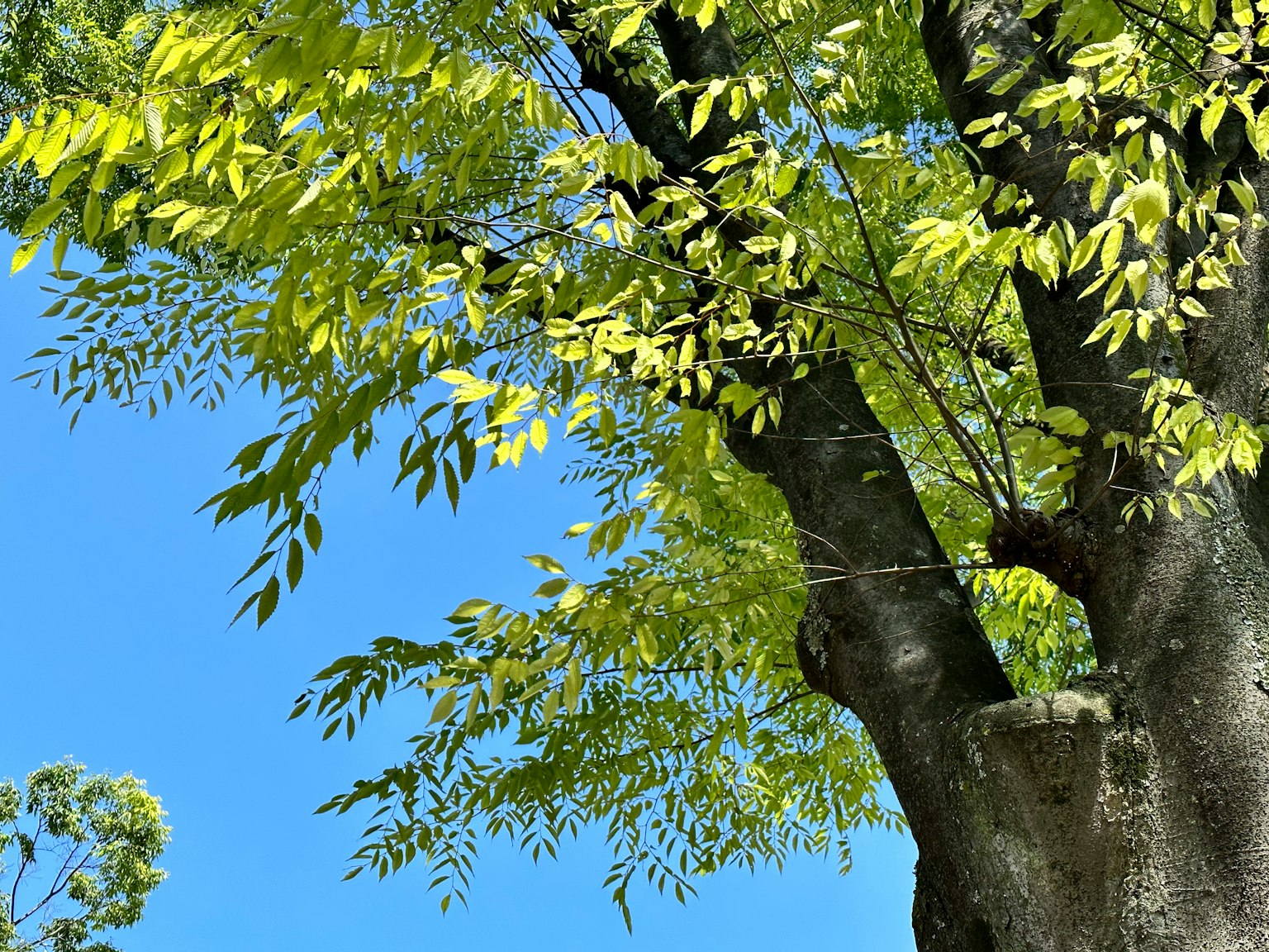 蓝天背景下的绿色叶子和粗壮树干的树