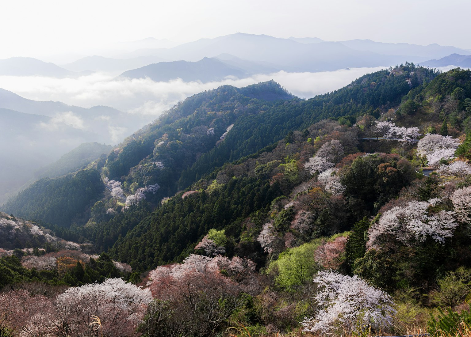 Vue panoramique des montagnes avec des cerisiers en fleurs et une mer de nuages