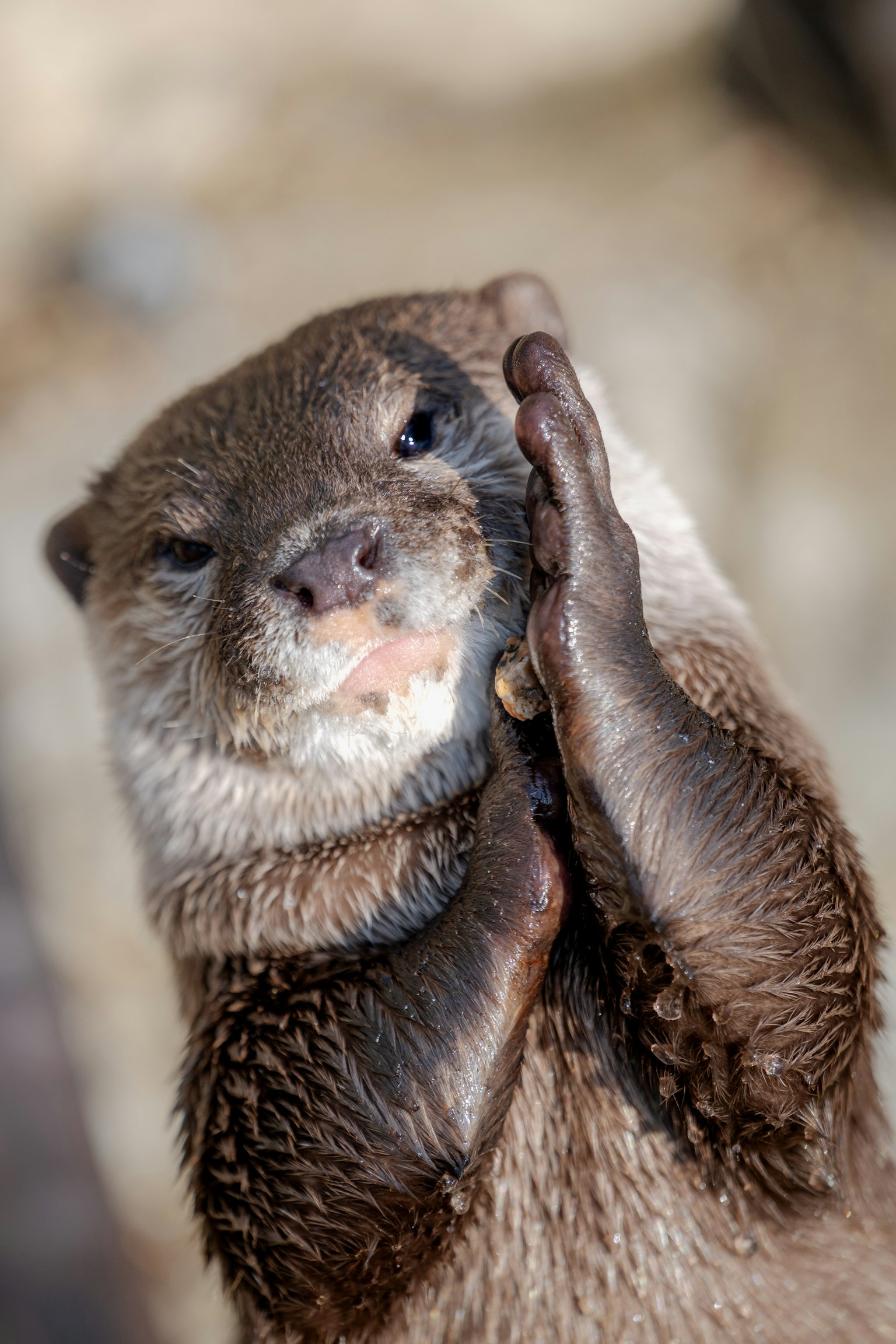 Un adorable loutre avec ses pattes jointes