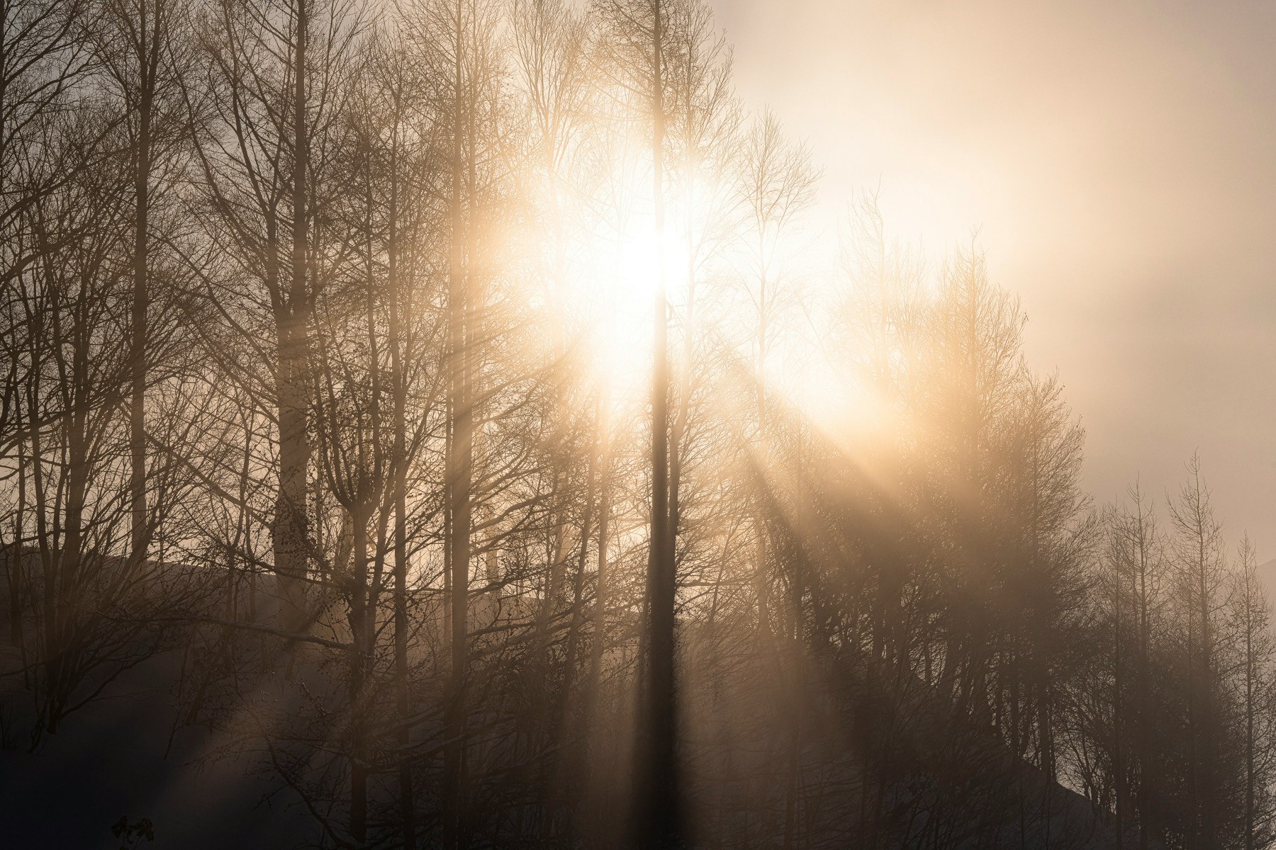 Winter morning misty forest with warm sunbeams breaking through