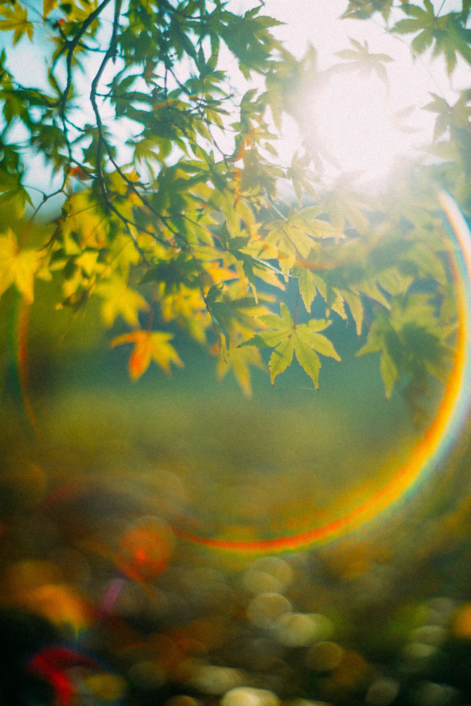 Sunlight filtering through green leaves with a blurred background