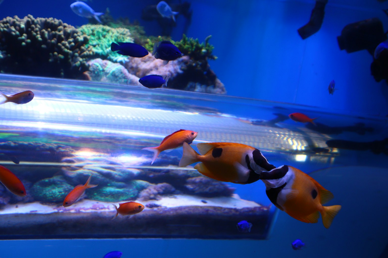 Escena vibrante de peces tropicales nadando en un acuario