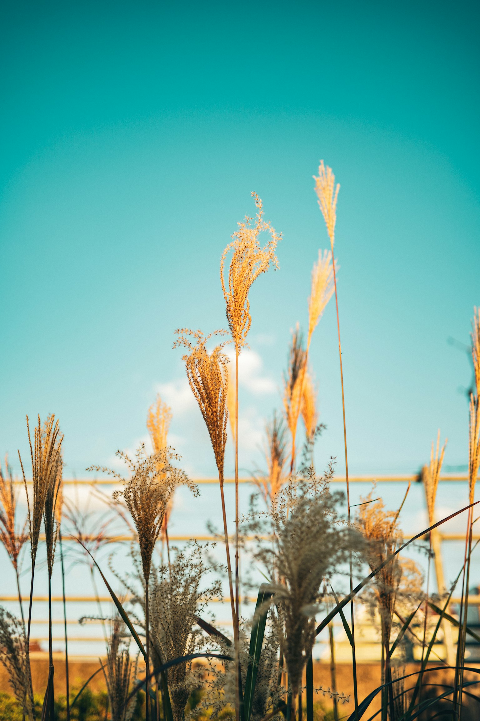 Goldene Grashalme, die gegen einen blauen Himmel wehen