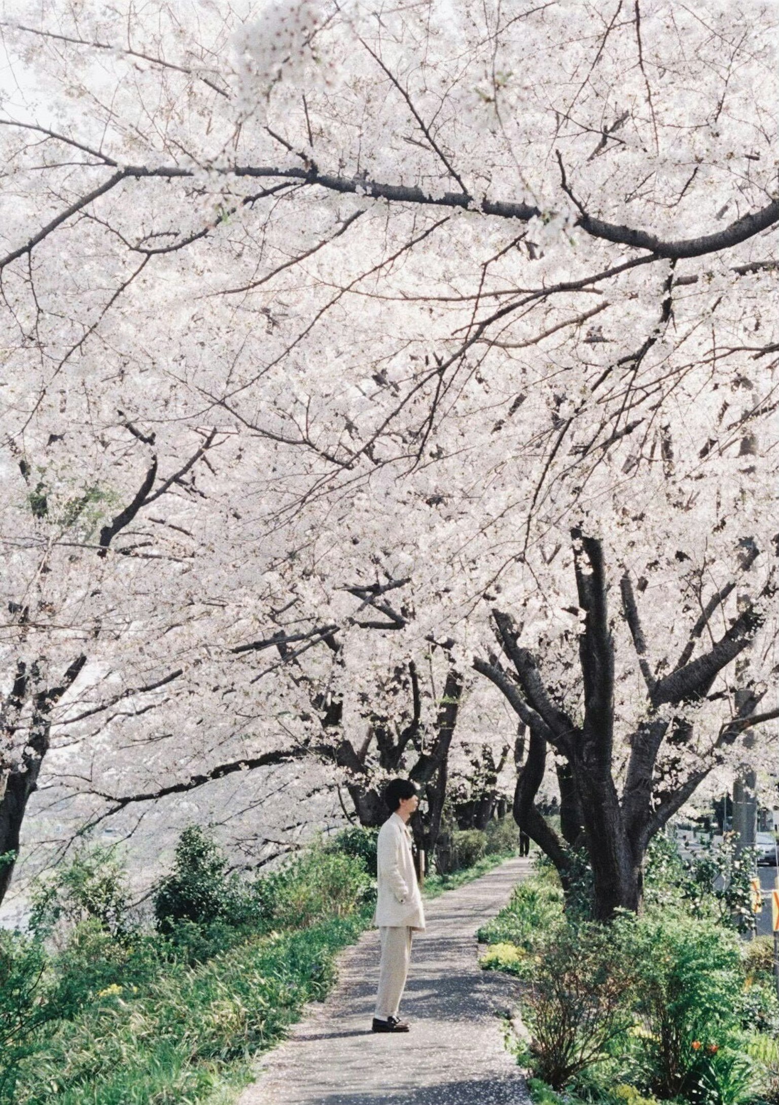 A person standing under blooming cherry blossom trees beautiful scenery