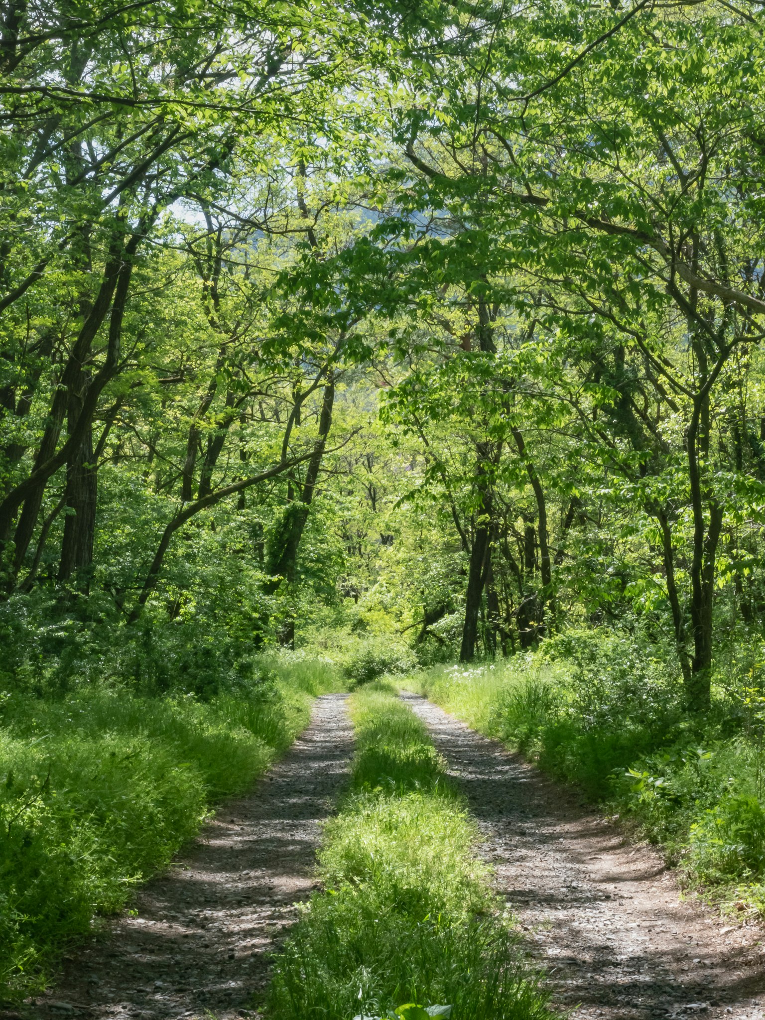 緑の木々に囲まれた小道のある森の散策路
