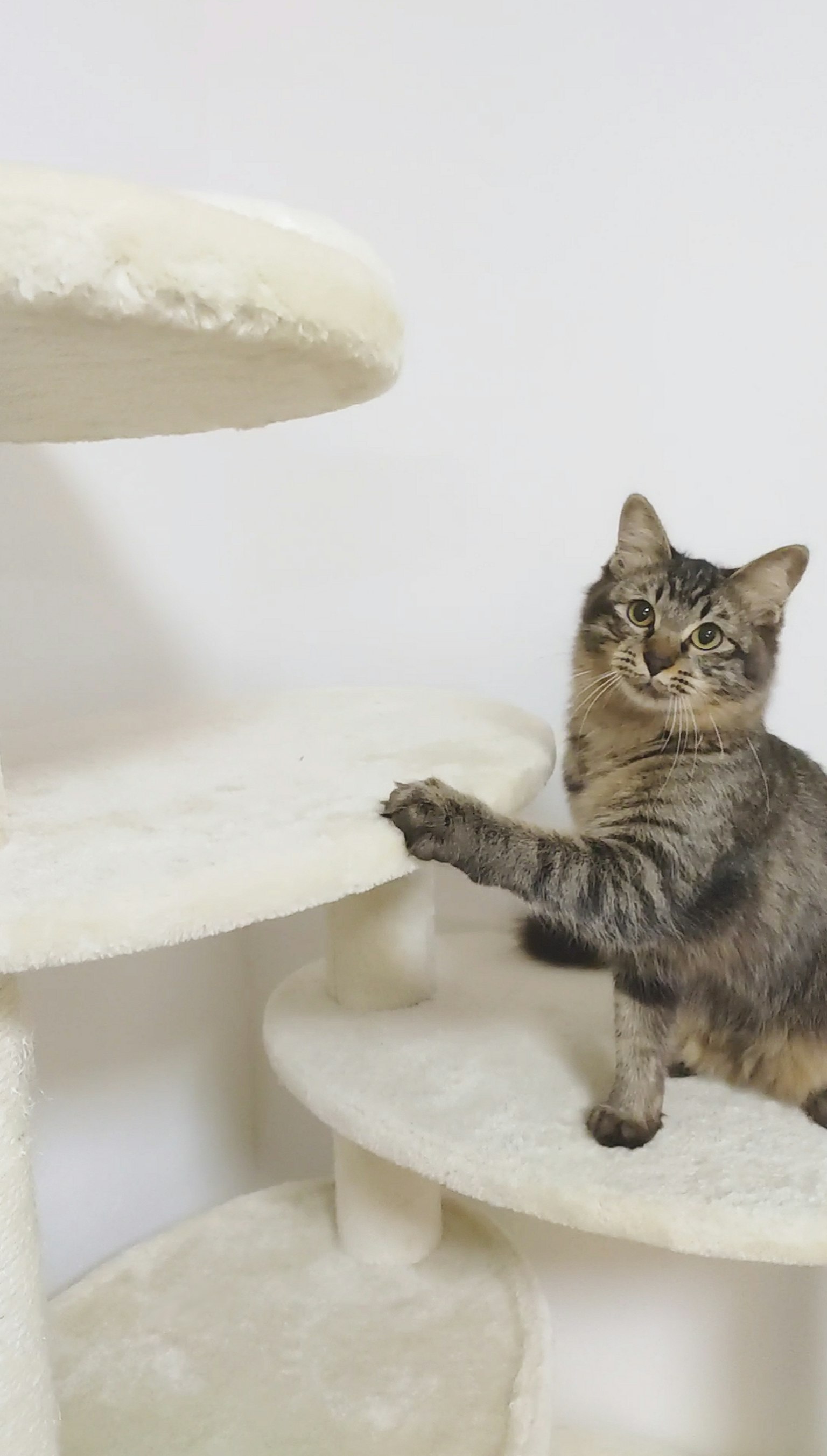 Seekor kucing bermain di pohon kucing putih