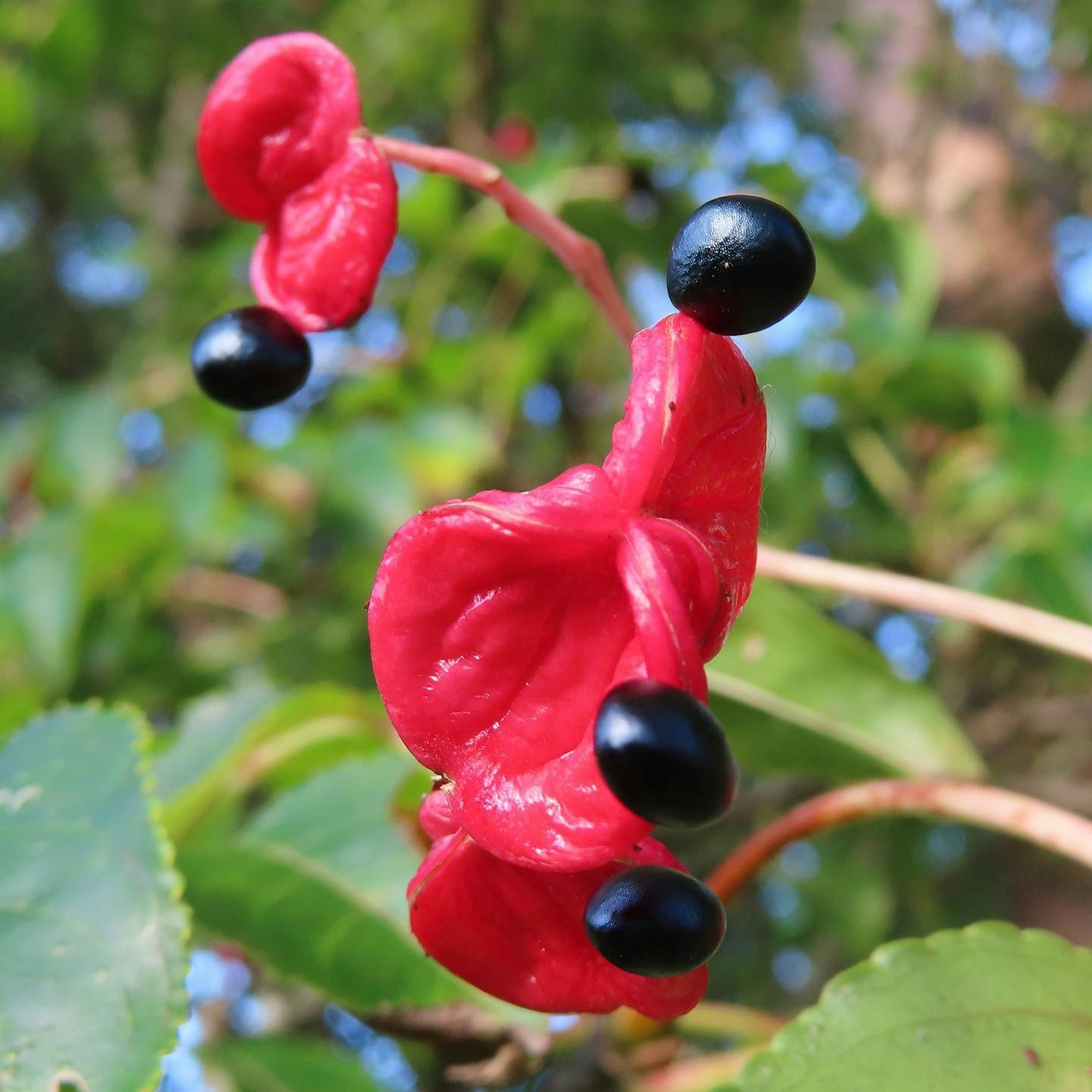 Tanaman dengan bunga merah mencolok dan biji hitam