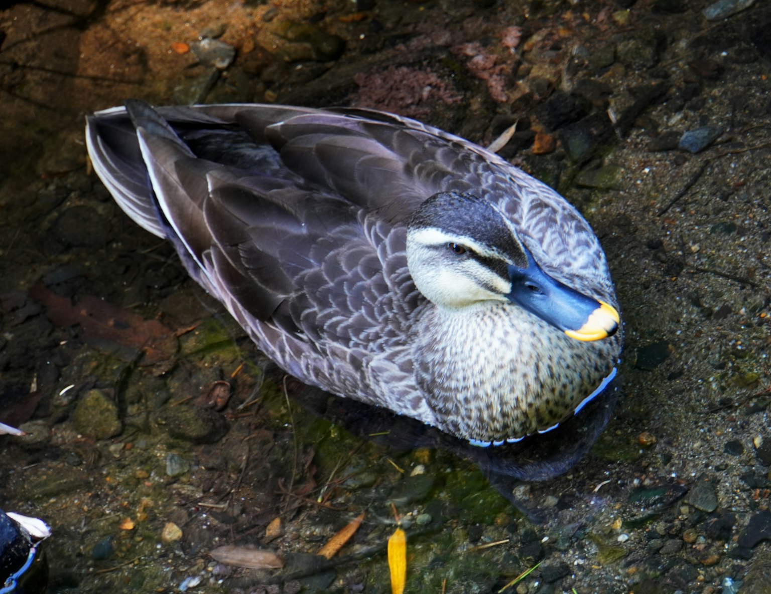 A duck floating on the water's edge
