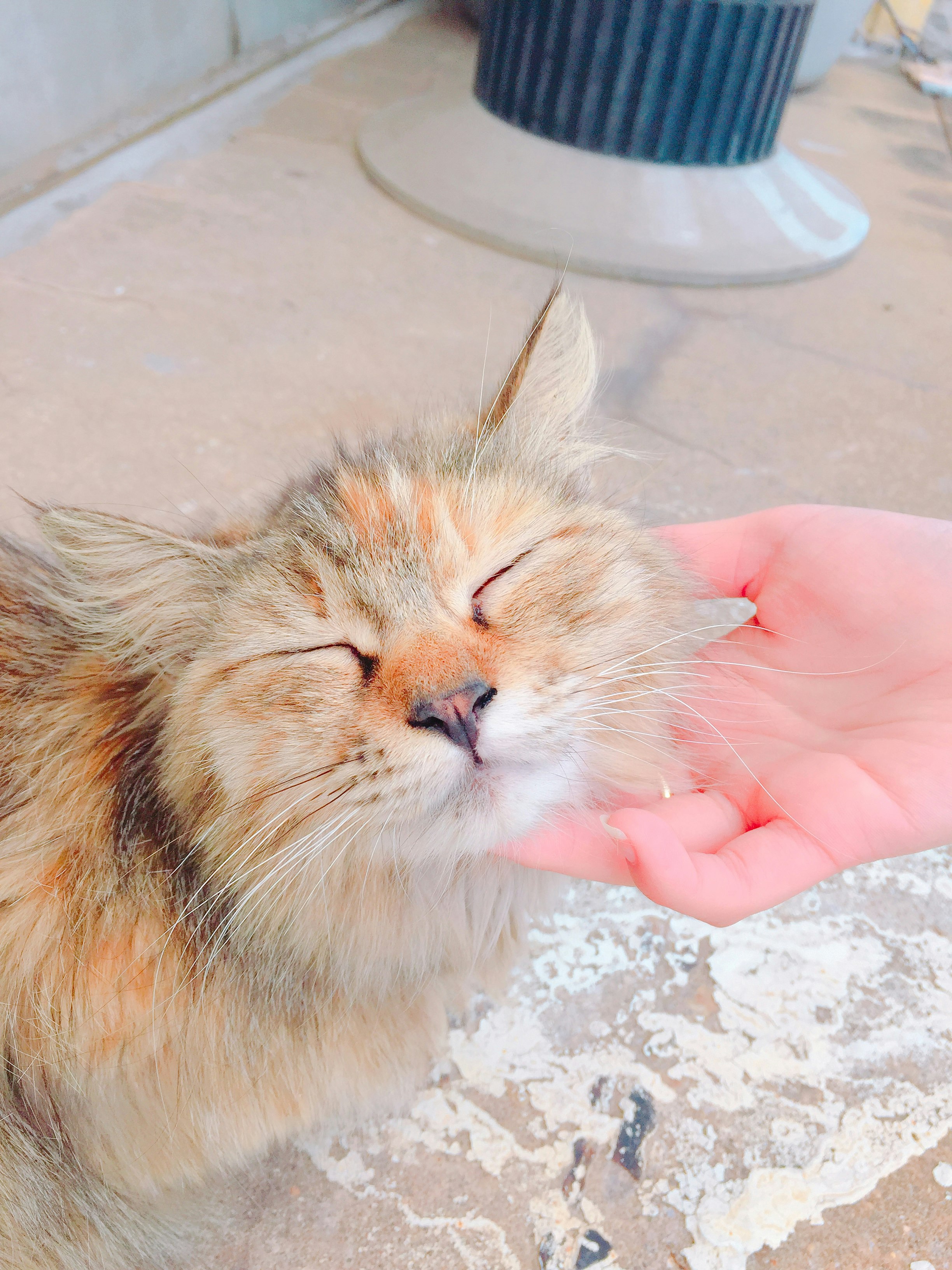 chat caressé doucement sur la main