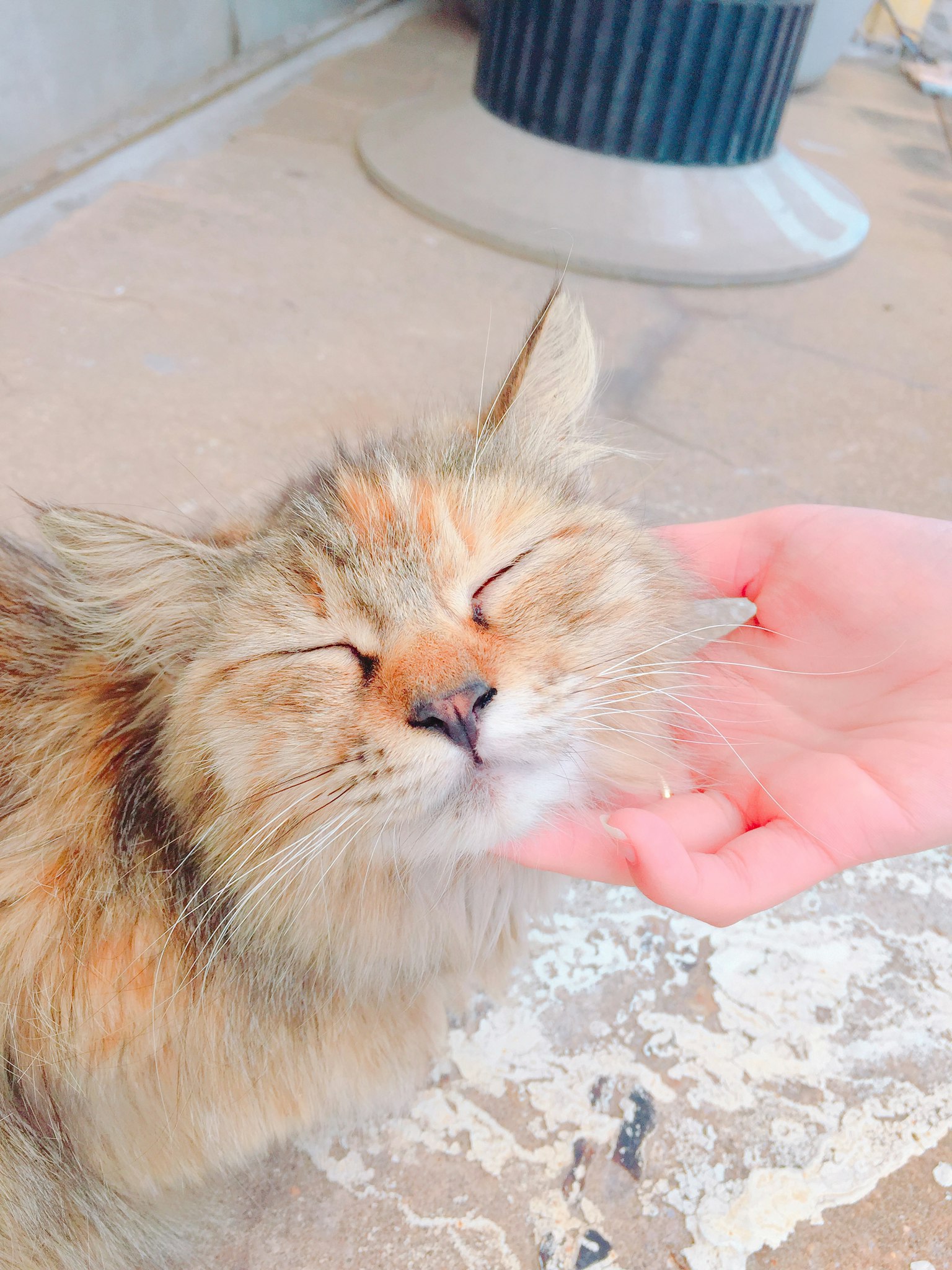 一只快乐的猫被主人抚摸