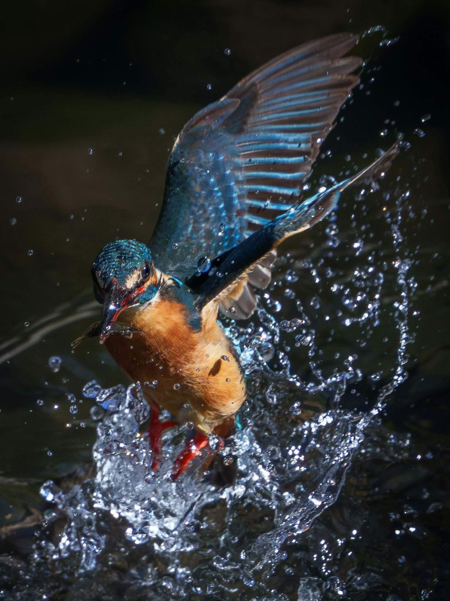 Ein Eisvogel mit lebhaften Federn spritzt Wasser beim Abheben