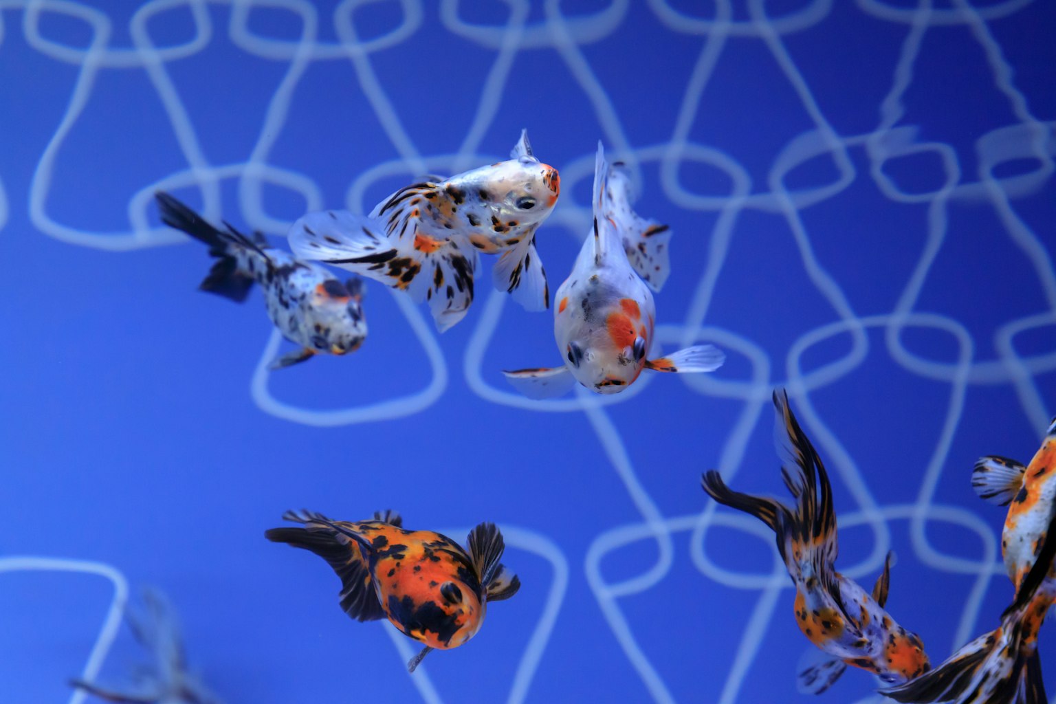 Eine Gruppe Goldfische schwimmt im blauen Wasser