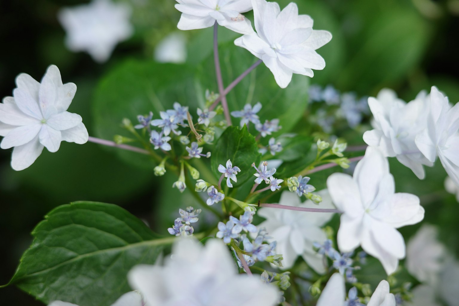 ภาพใกล้ของพืชที่มีดอกไม้สีขาวและใบสีเขียว