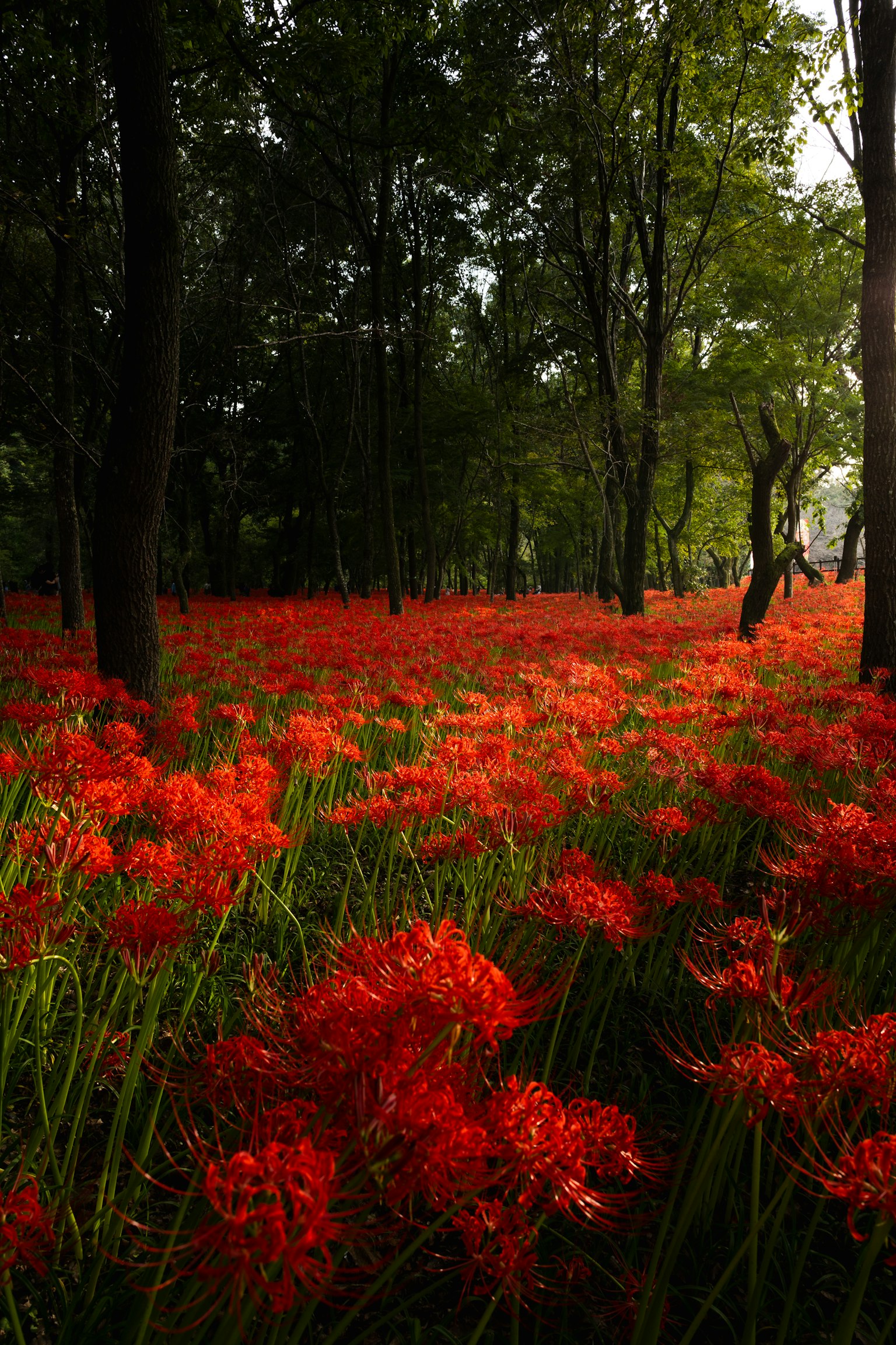 Un paisaje forestal lleno de vibrantes lirios araña rojos
