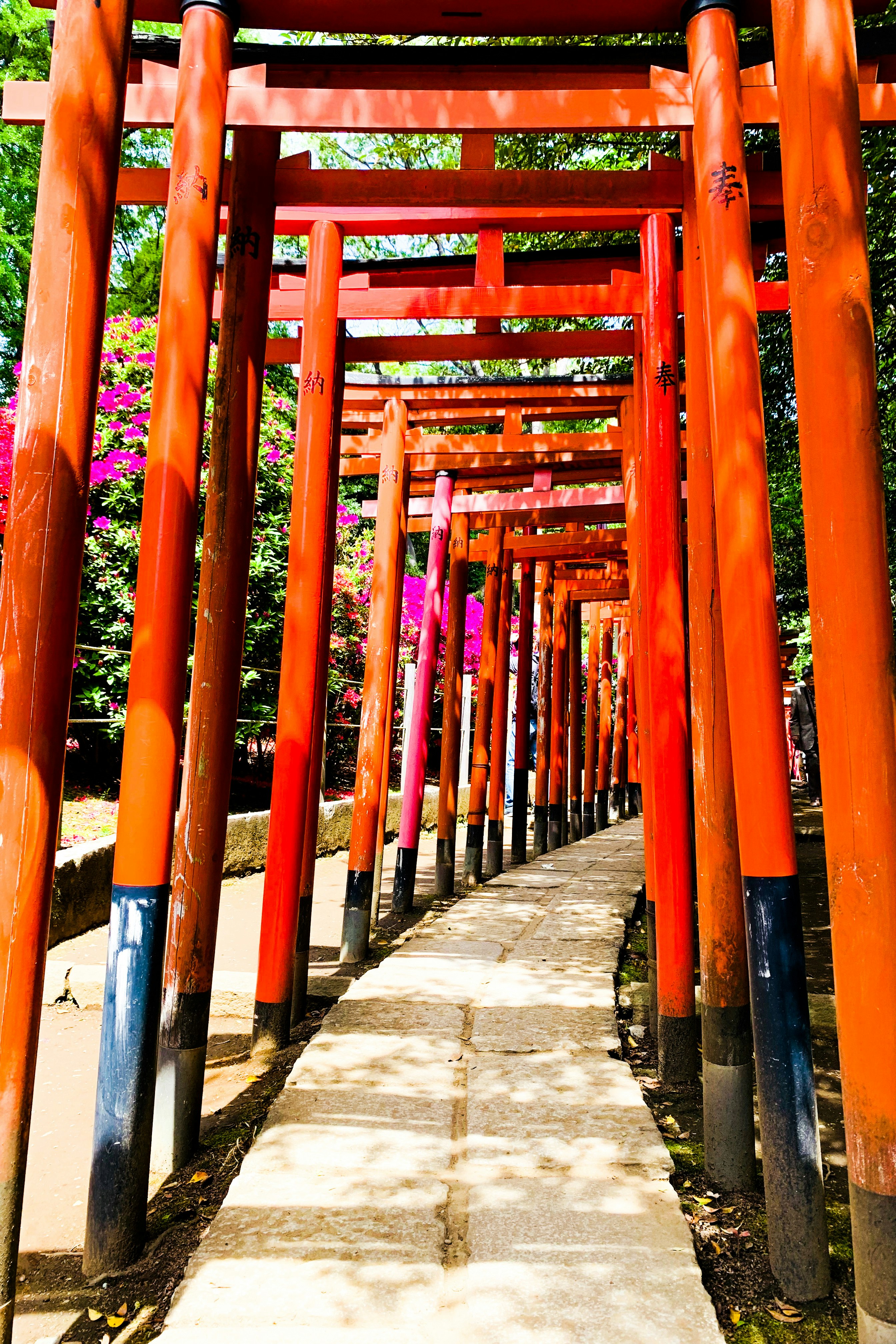 Una lunga sequenza di torii vermiglio che porta in lontananza