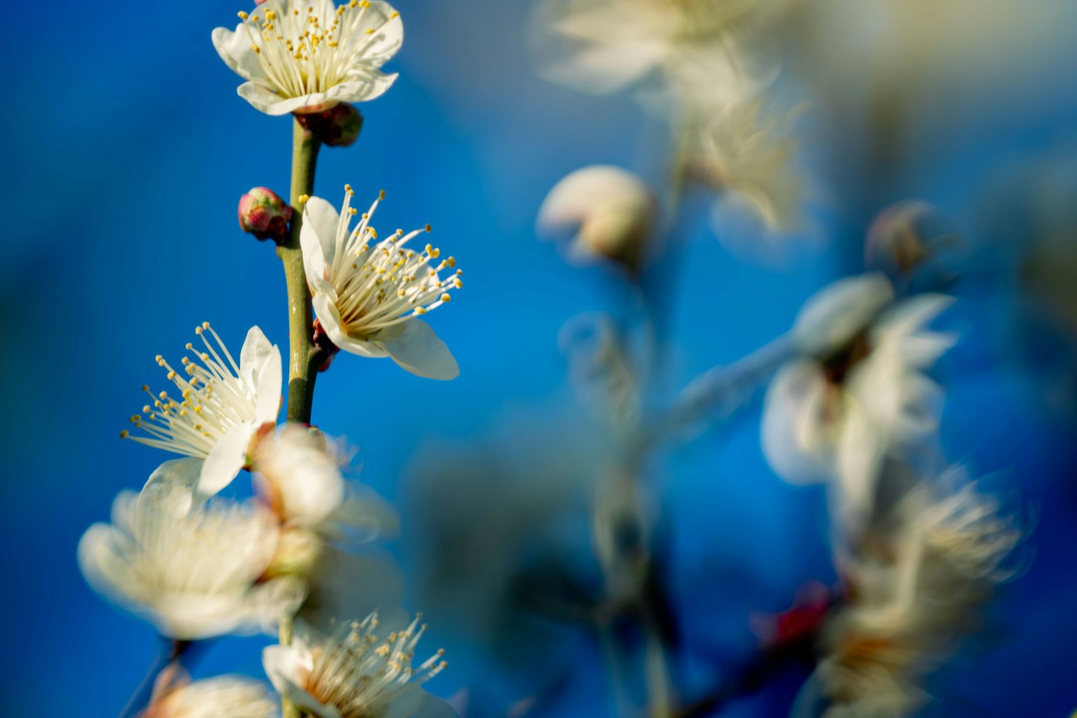 Close-up of white flowers blooming against a blue background
