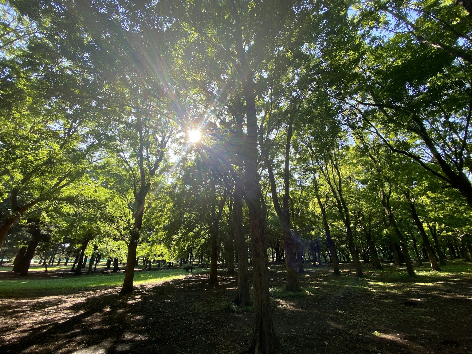 Scena di parco luminosa circondata da alberi verdi lussureggianti