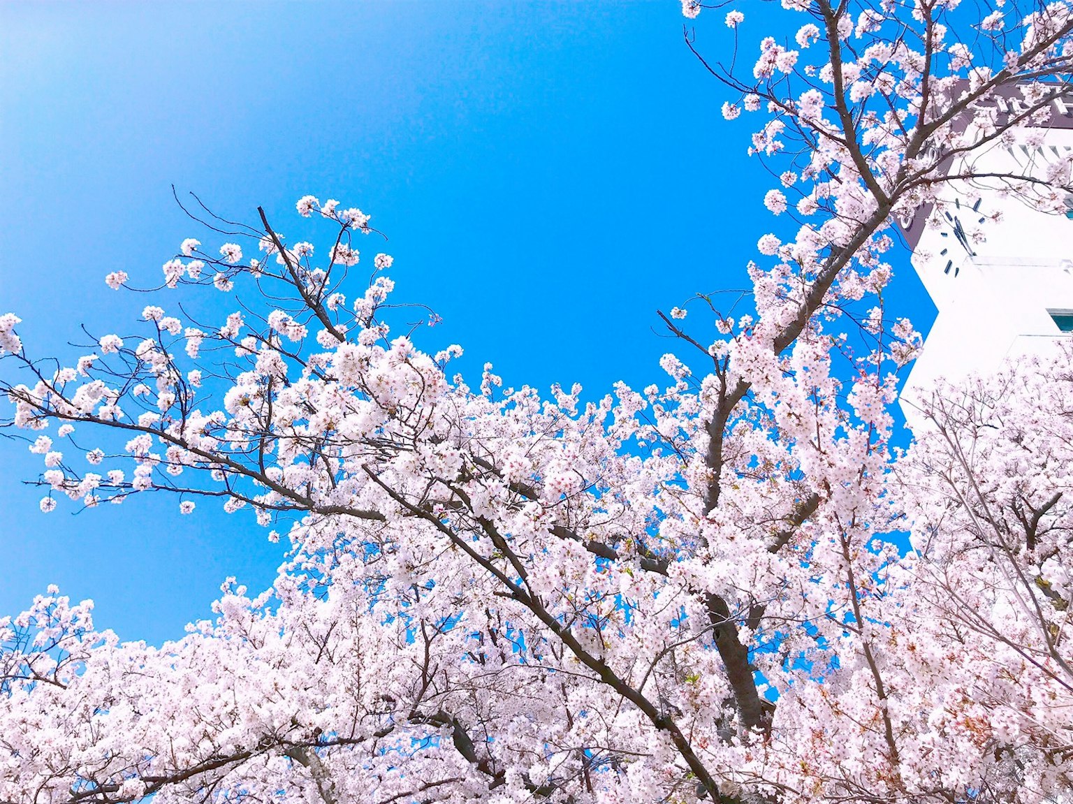Kirschbaumzweige mit rosa Blüten vor blauem Himmel
