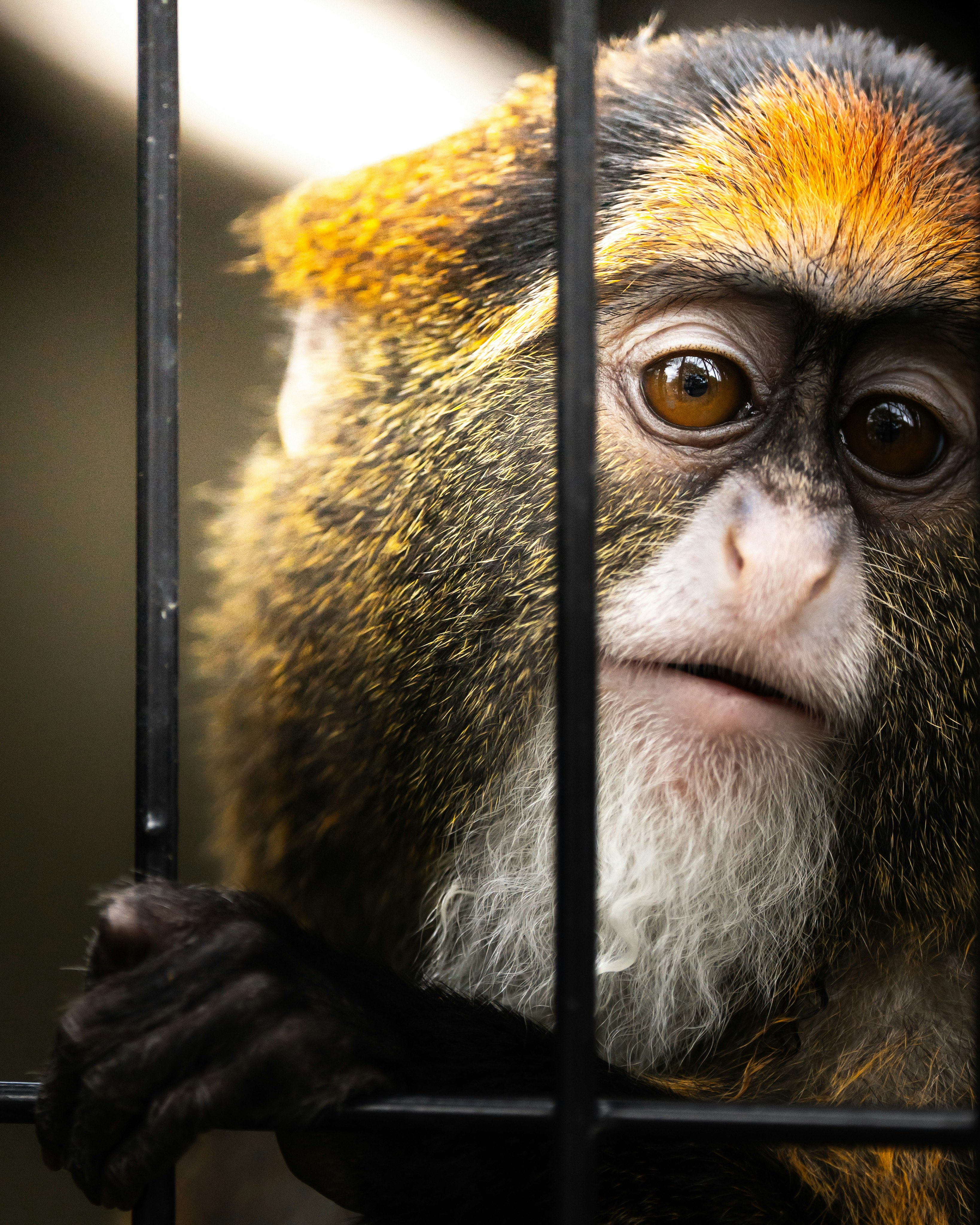 Close-up of a furry monkey behind bars