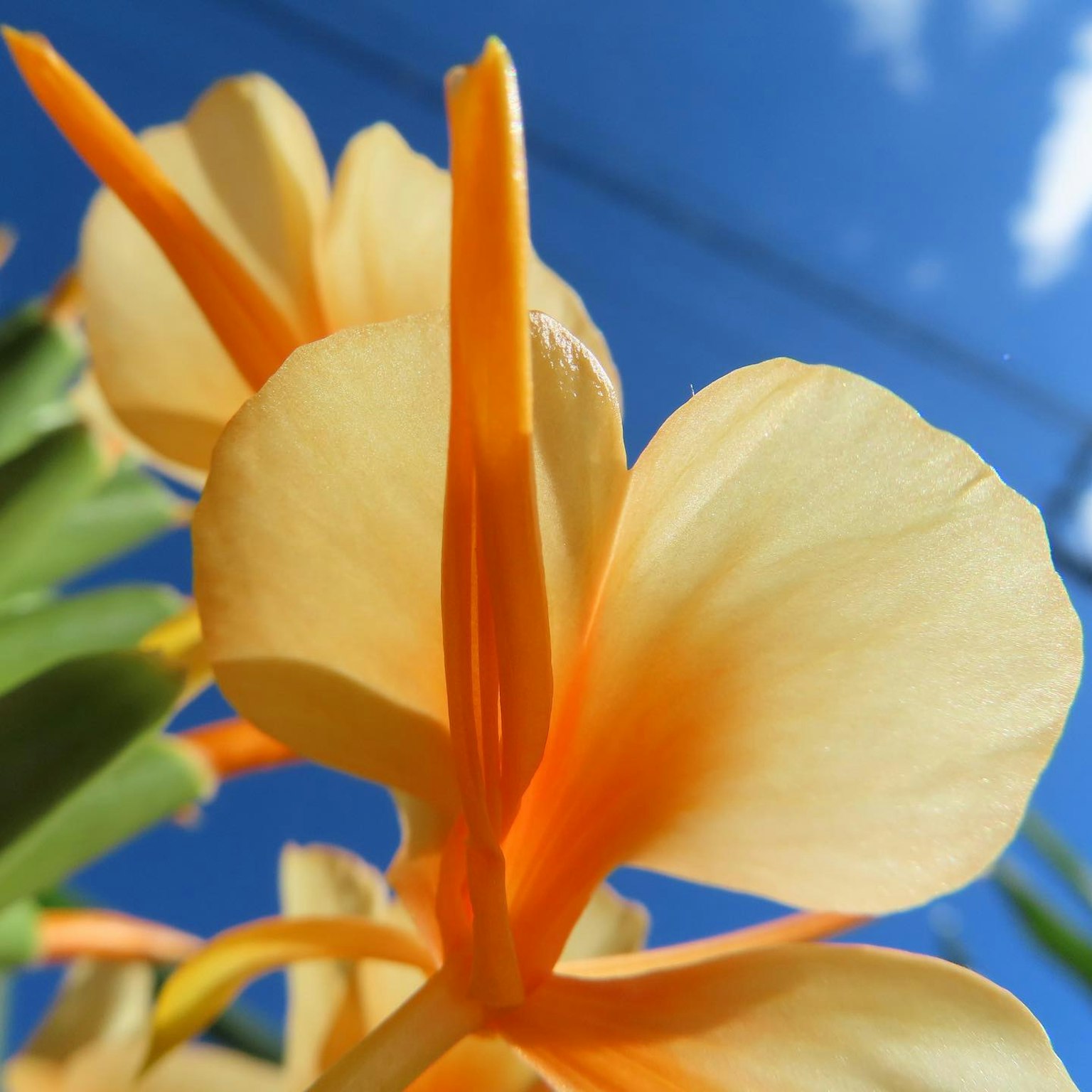 Pétales de fleur orange vif contre un ciel bleu