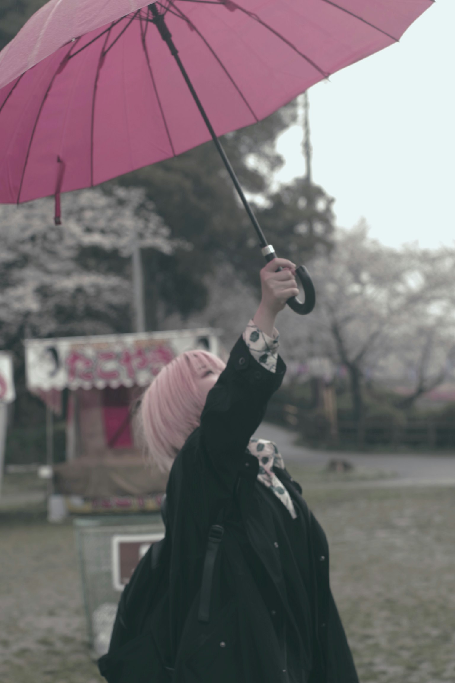 Bild einer Frau mit einem rosa Regenschirm unter Kirschbäumen