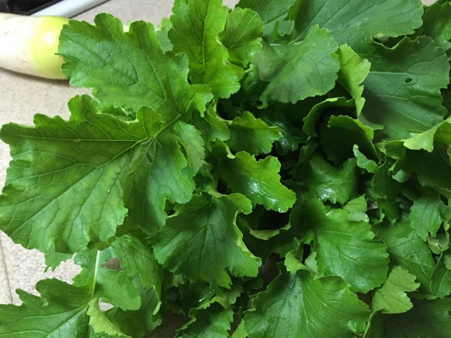 新鮮綠色葉菜的特寫，波浪狀紋理和光滑表面