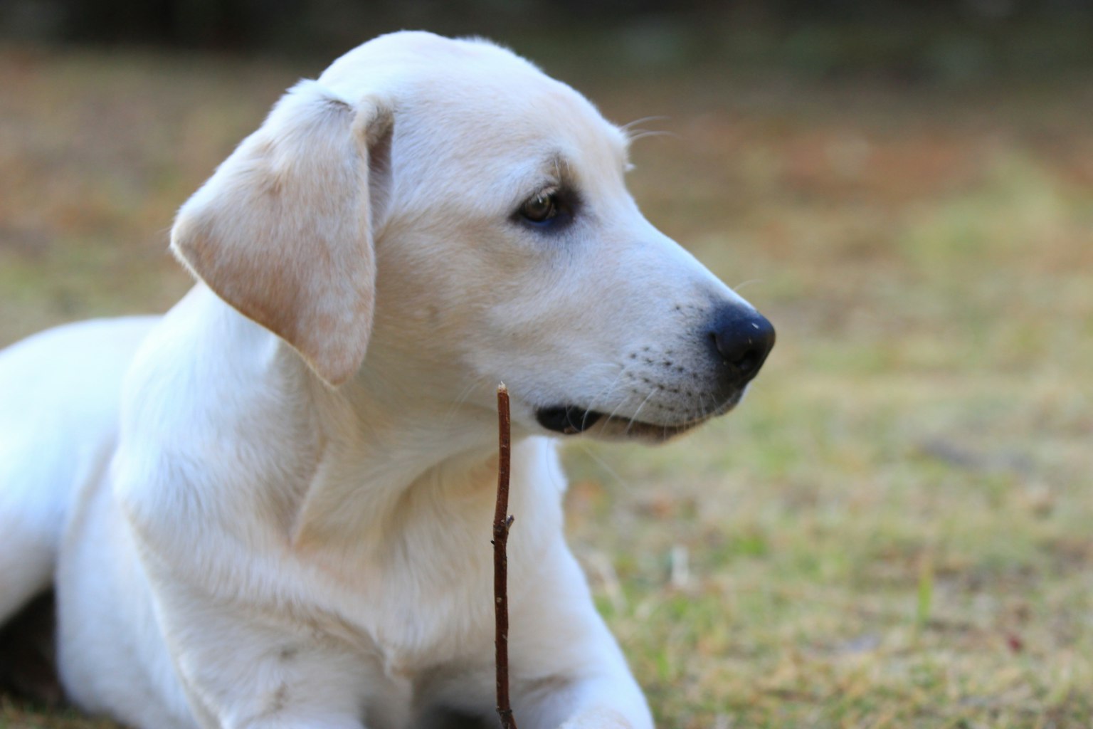 Un labrador blanc couché sur l'herbe avec une branche dans la bouche